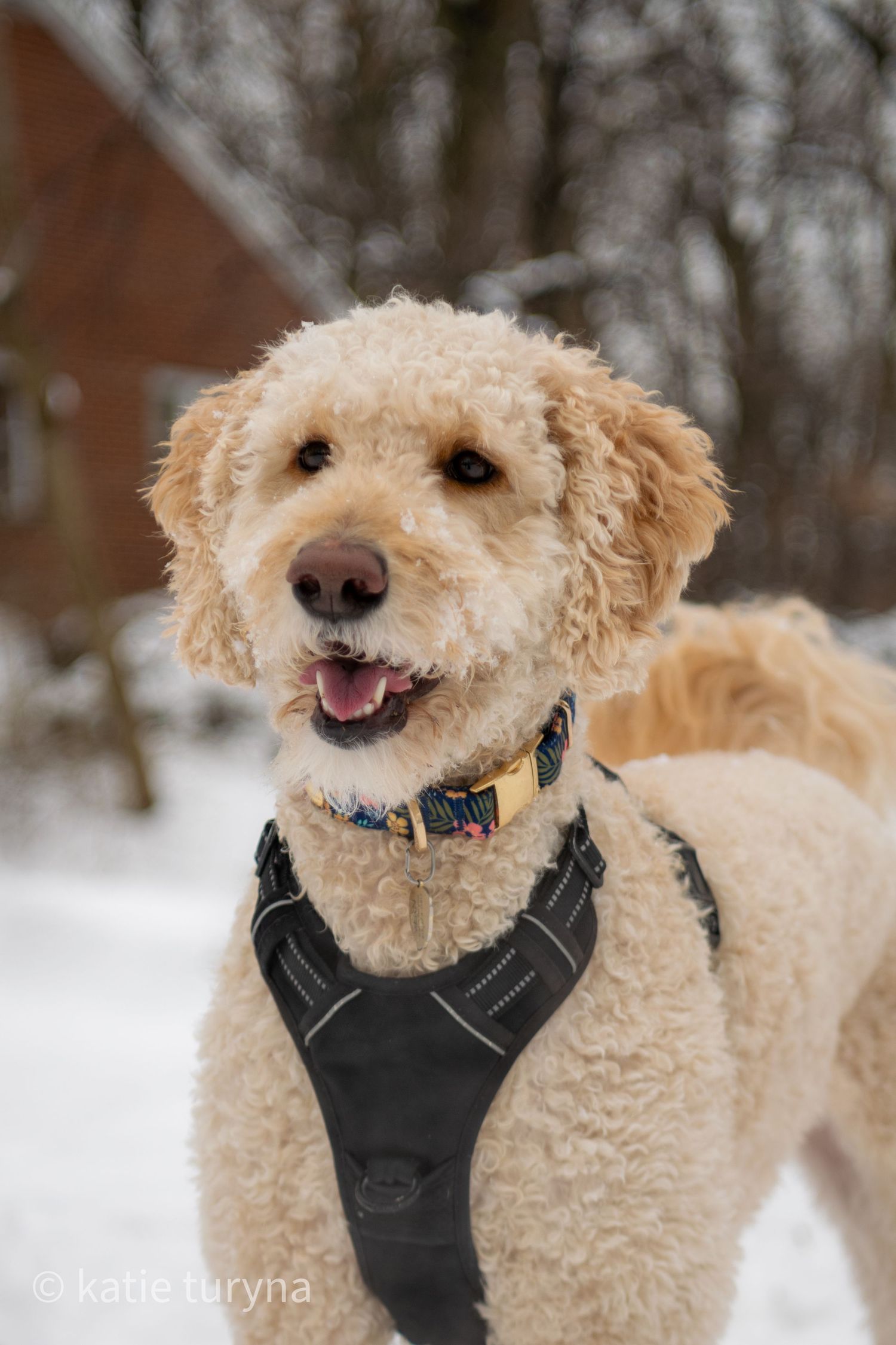 Happy golden doodle dog wearing a harness and collar standing in a snowy winter backyard.