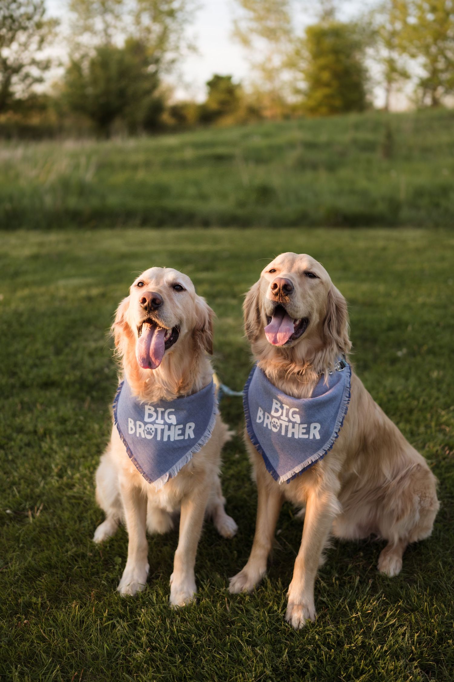 Two golden retrievers wearing matching blue Big Brother bandanas sitting on green grass during a maternity announcement photo.