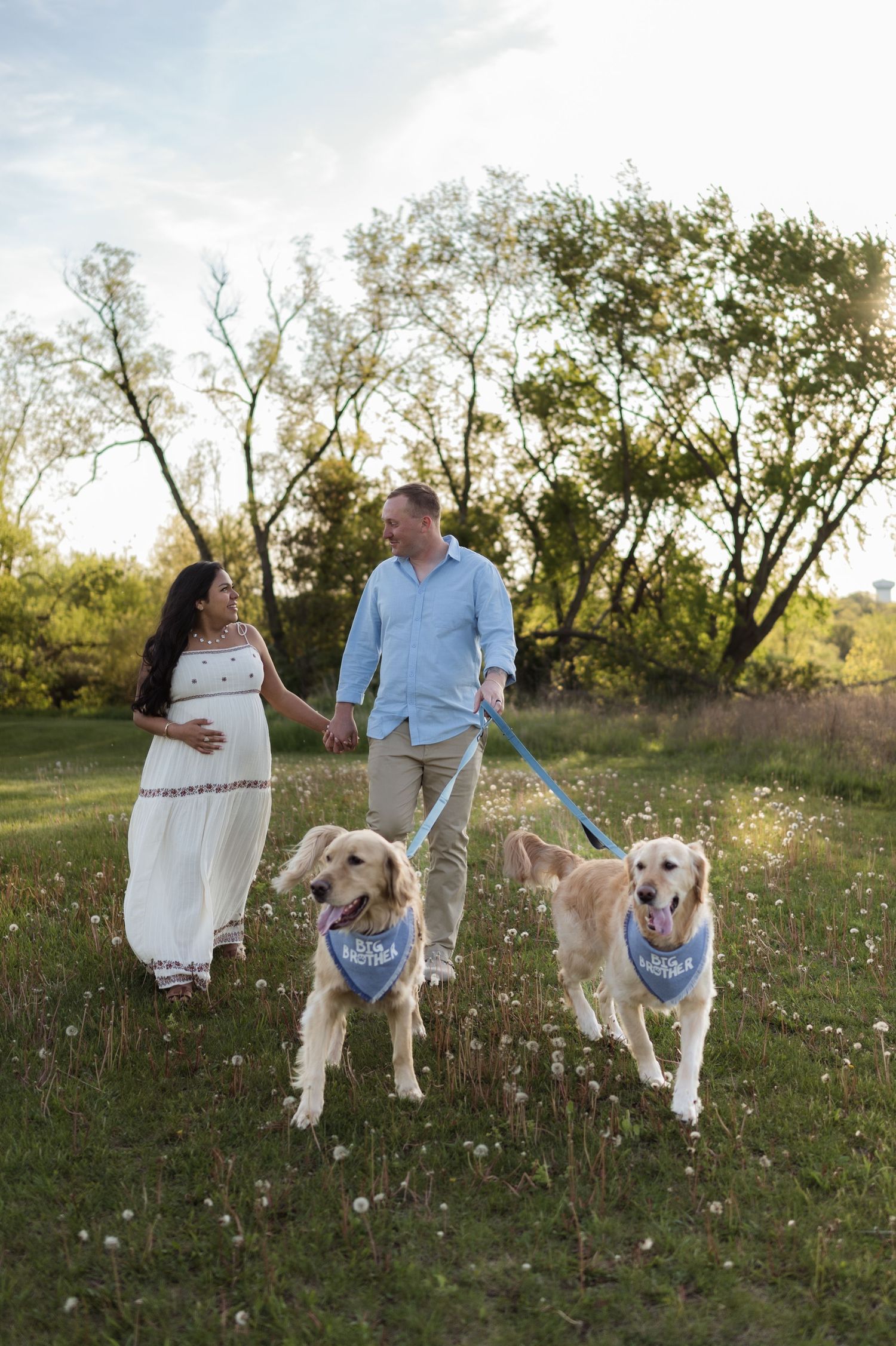 Expecting couple walking two golden retrievers wearing blue bandanas in sunny meadow at golden hour.