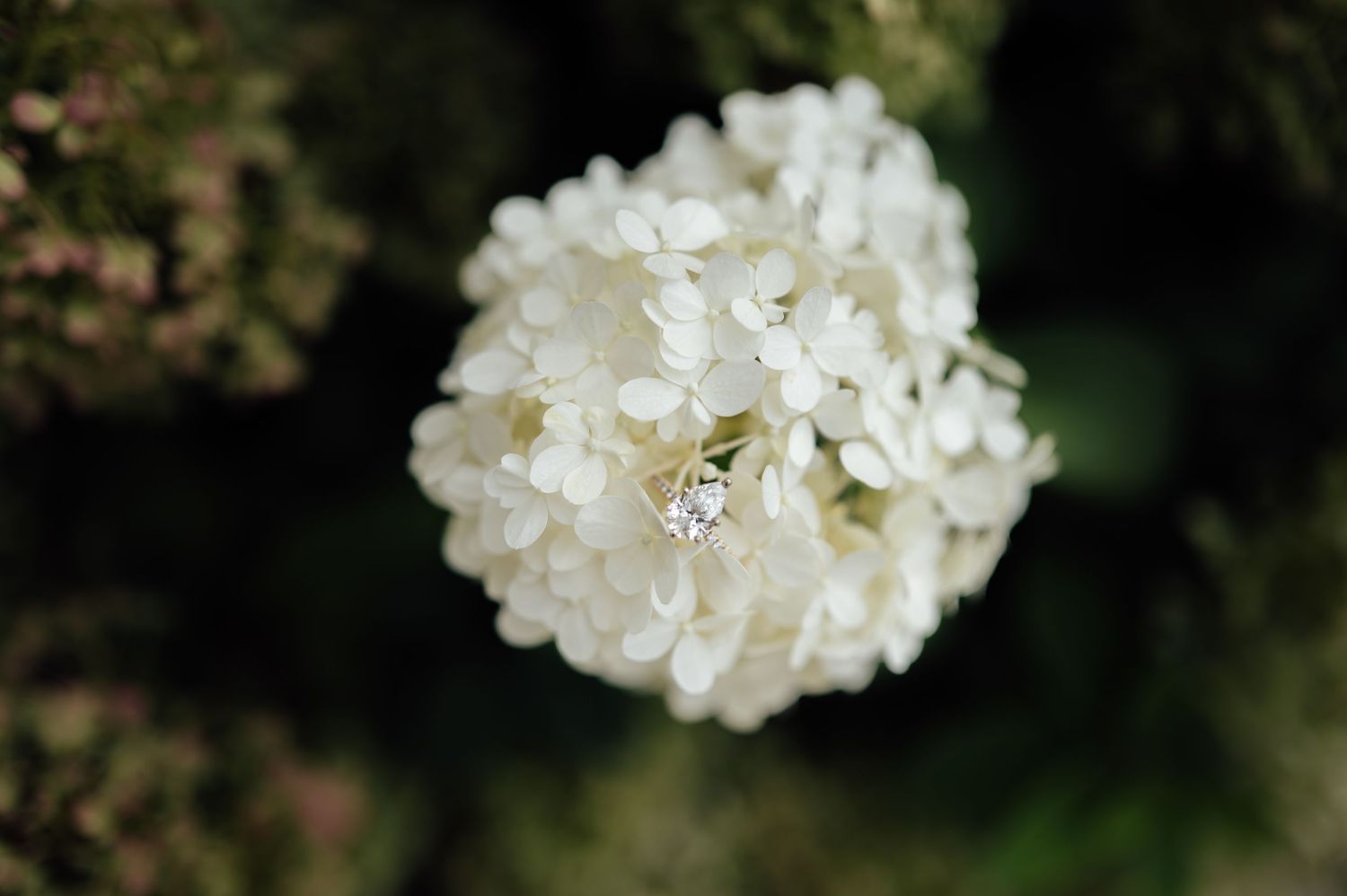 Close-up of a white hydrangea bloom with delicate petals against a dark green background.