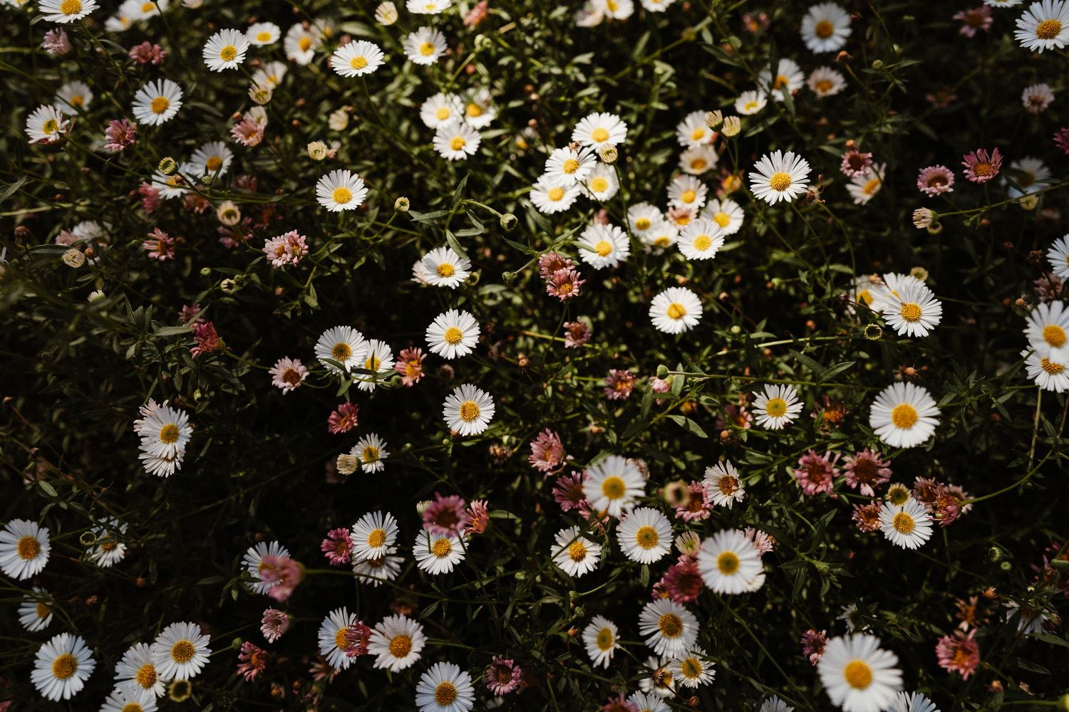 des marguerites avec des rayons de soleil