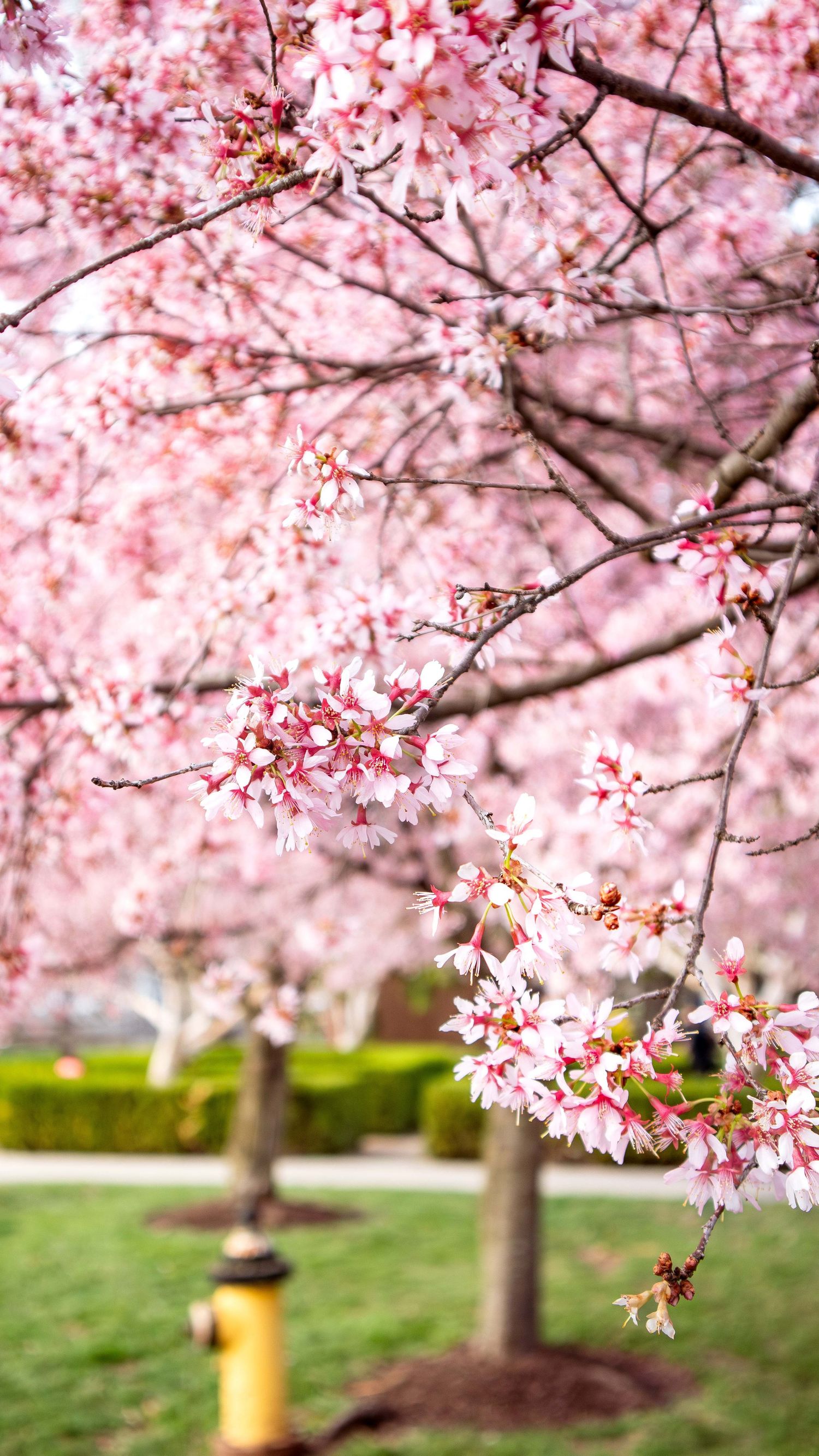 Blooming cherry blossom trees during spring at Franklin Park in Columbus Ohio