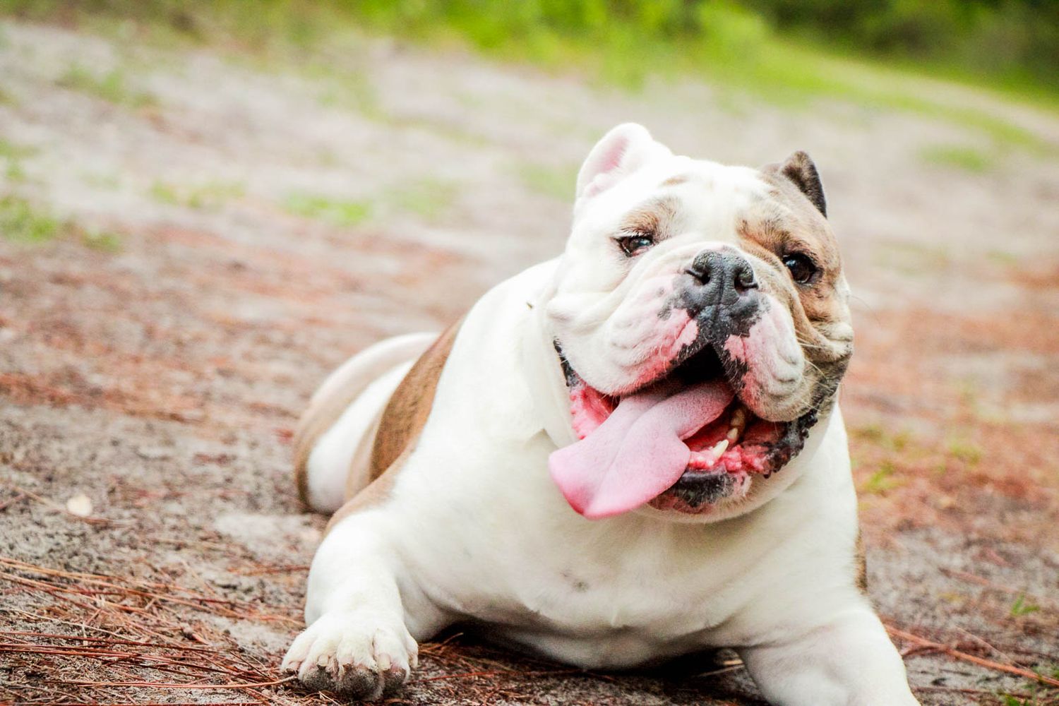 A white and brown English Bulldog lying on dirt ground with tongue out, panting in a natural outdoor setting.