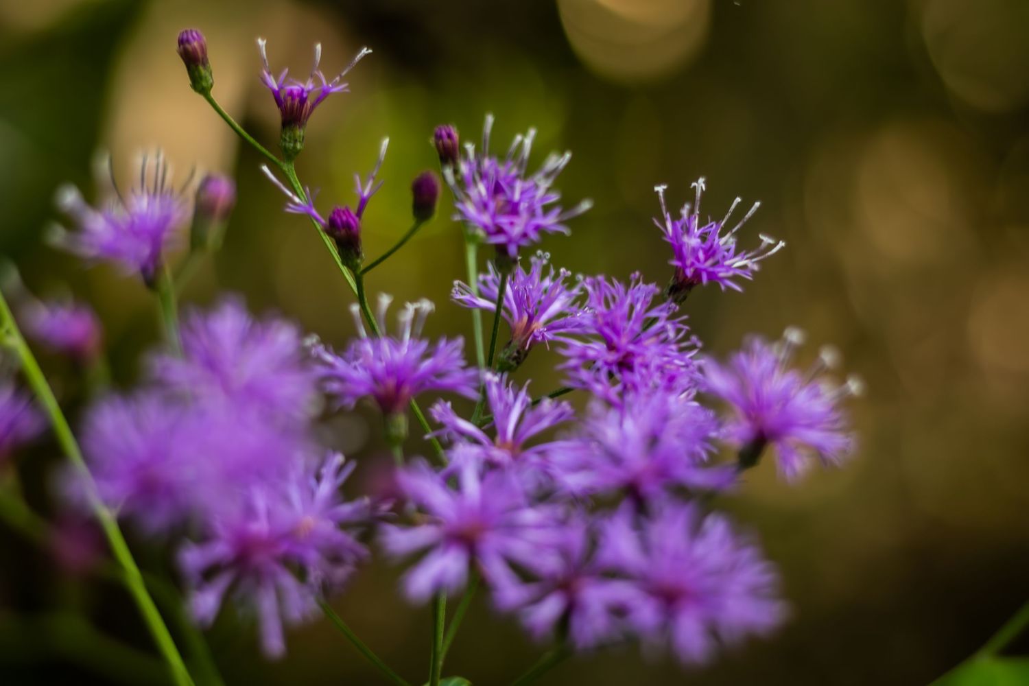 A colorful purple image of flowers up close.