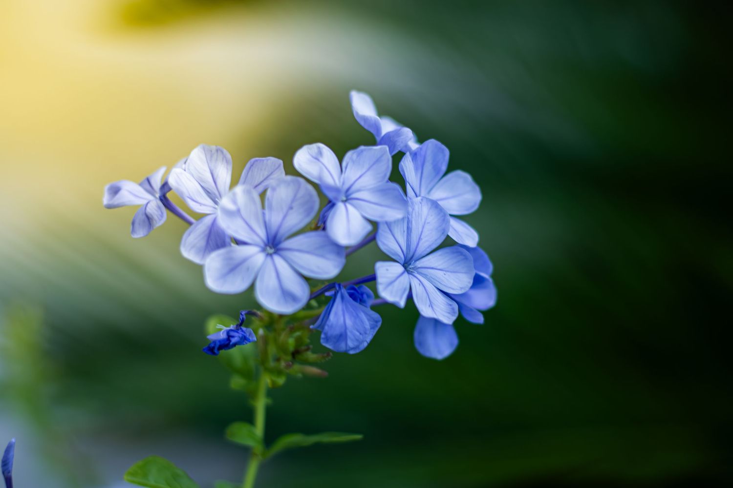 A beautiful portrait of vibrant blue flowers in the sun rays.