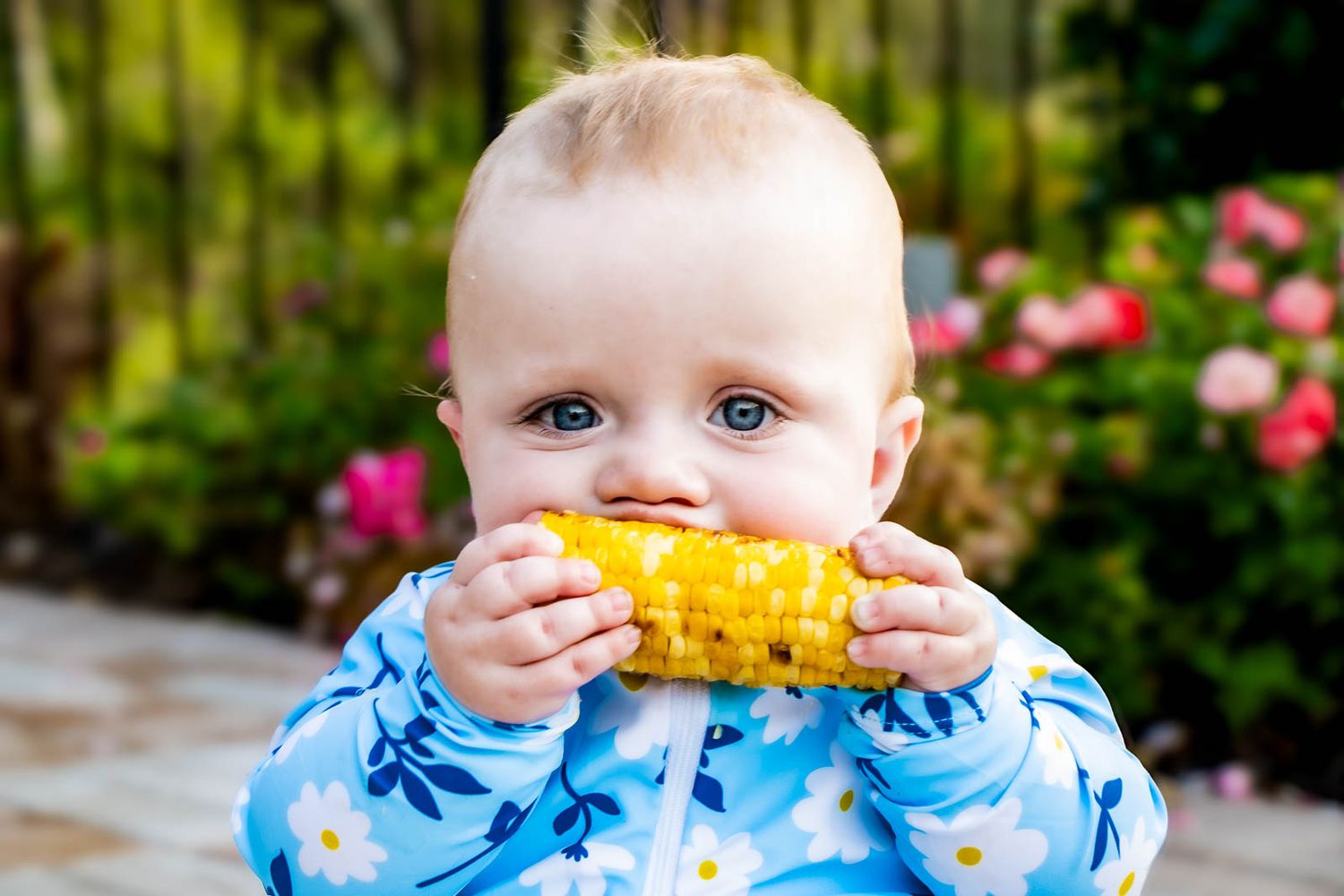 Adorable blue-eyed baby in floral outfit eating fresh corn on the cob outdoors in a garden setting.