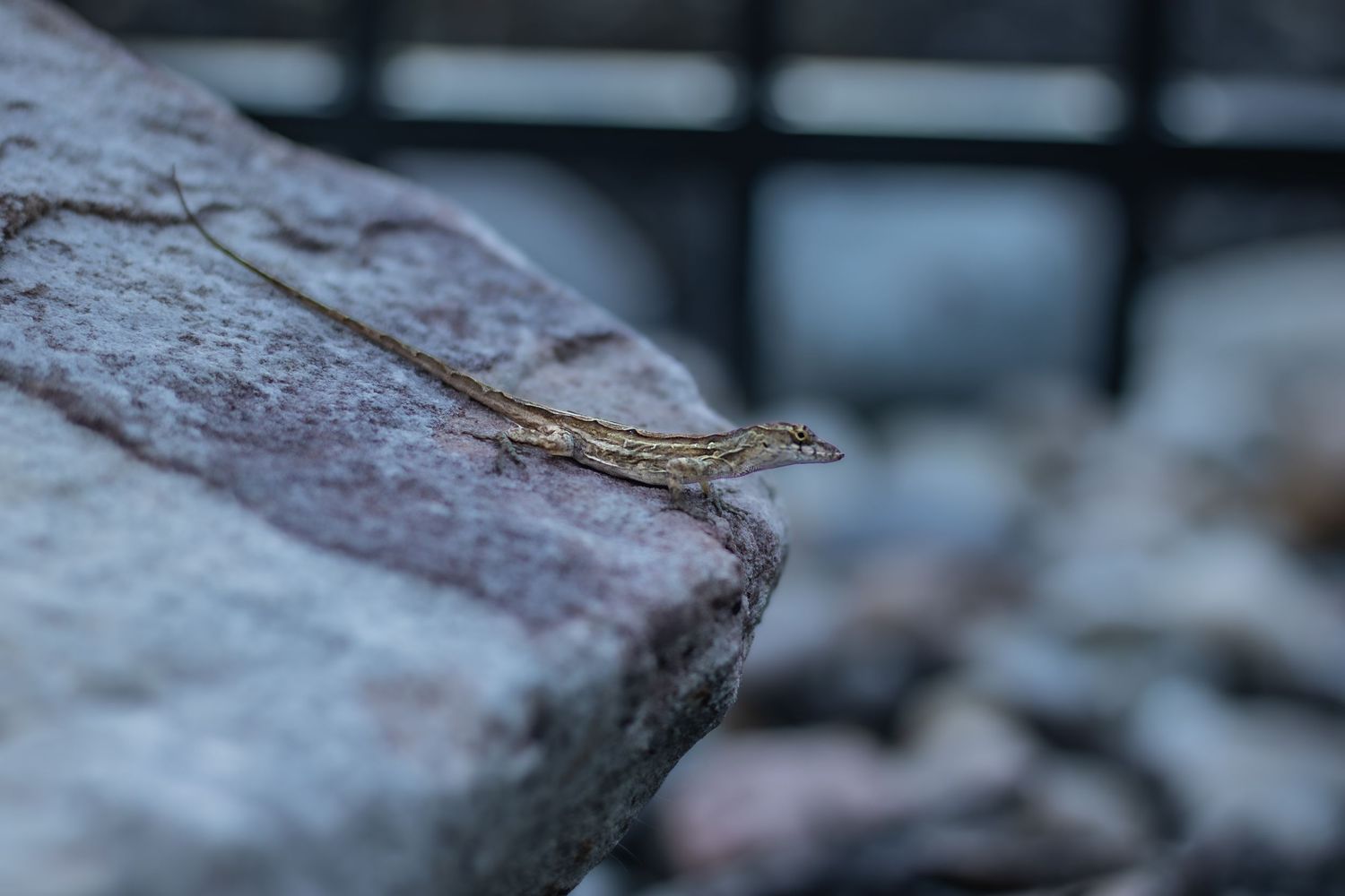 A clear up close image of a Floridian lizard.