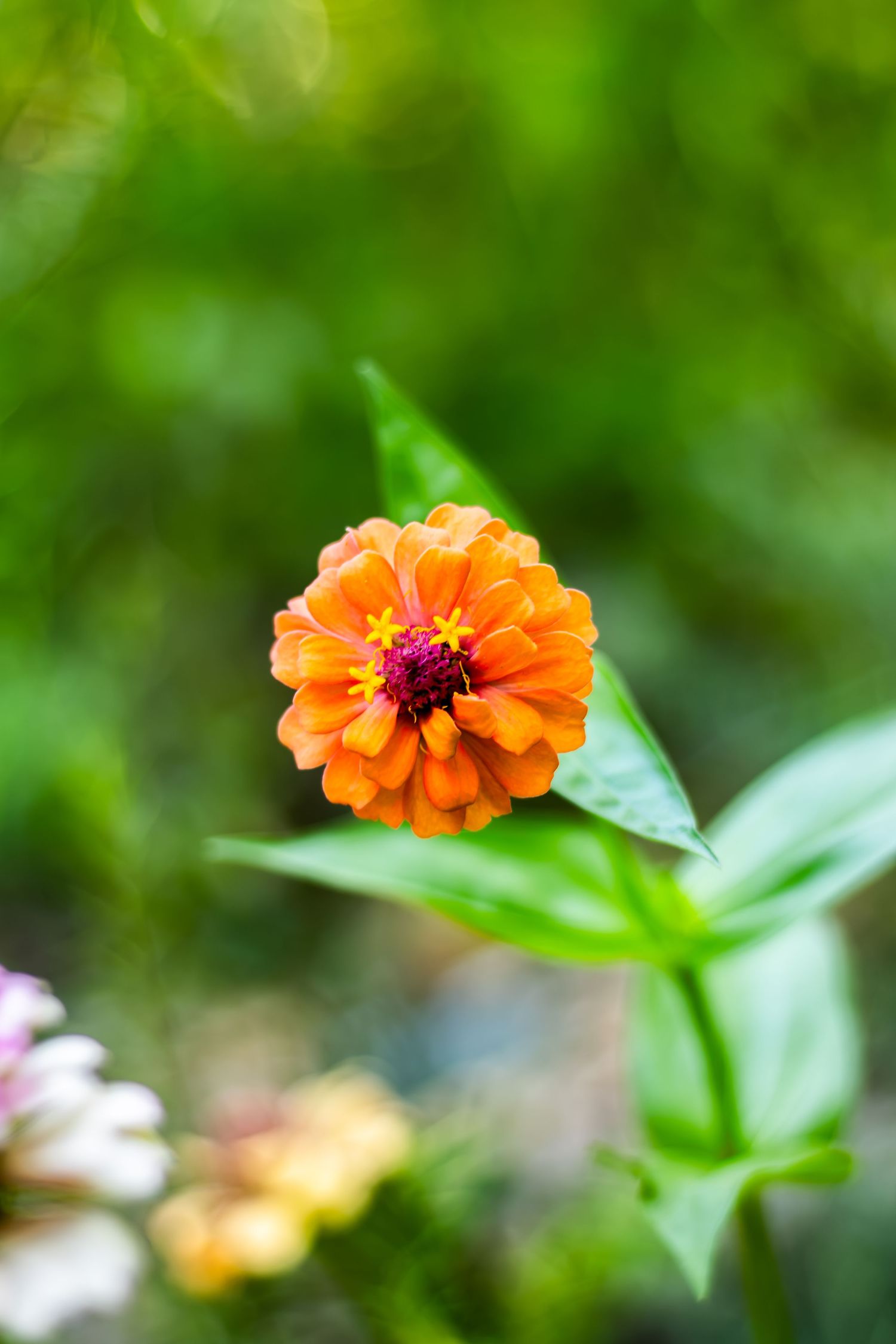 An upclose portrait of a beautiful orange flower.