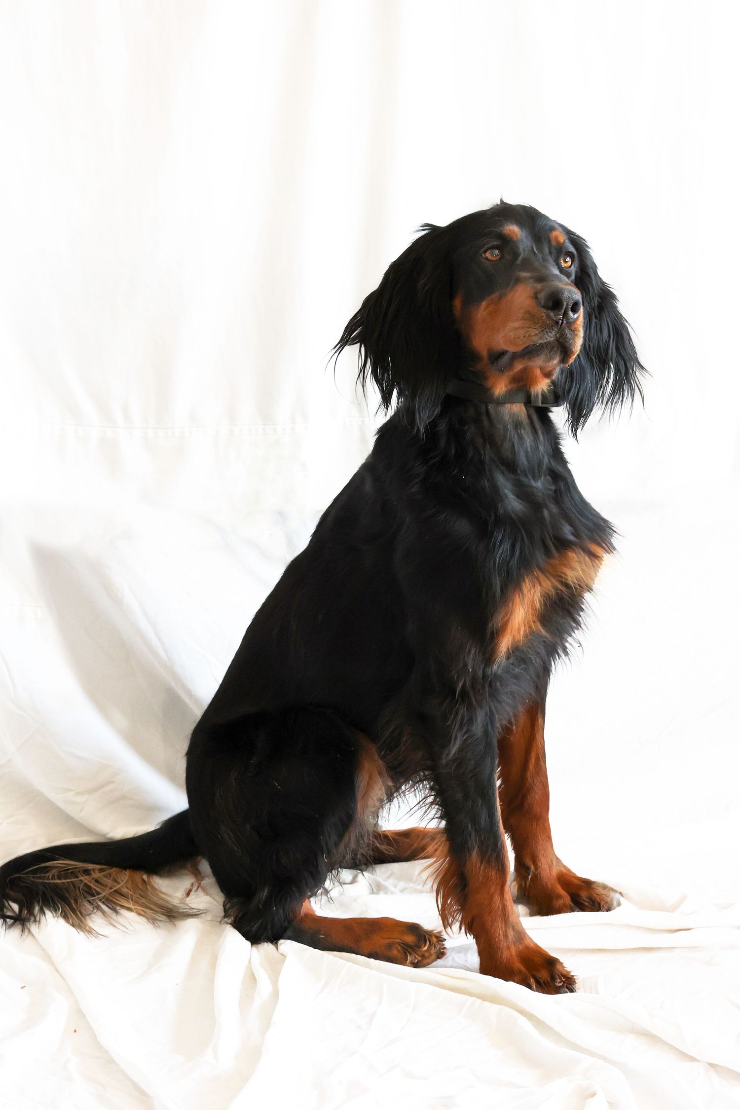 Black and tan spaniel dog sitting upright against white fabric background.