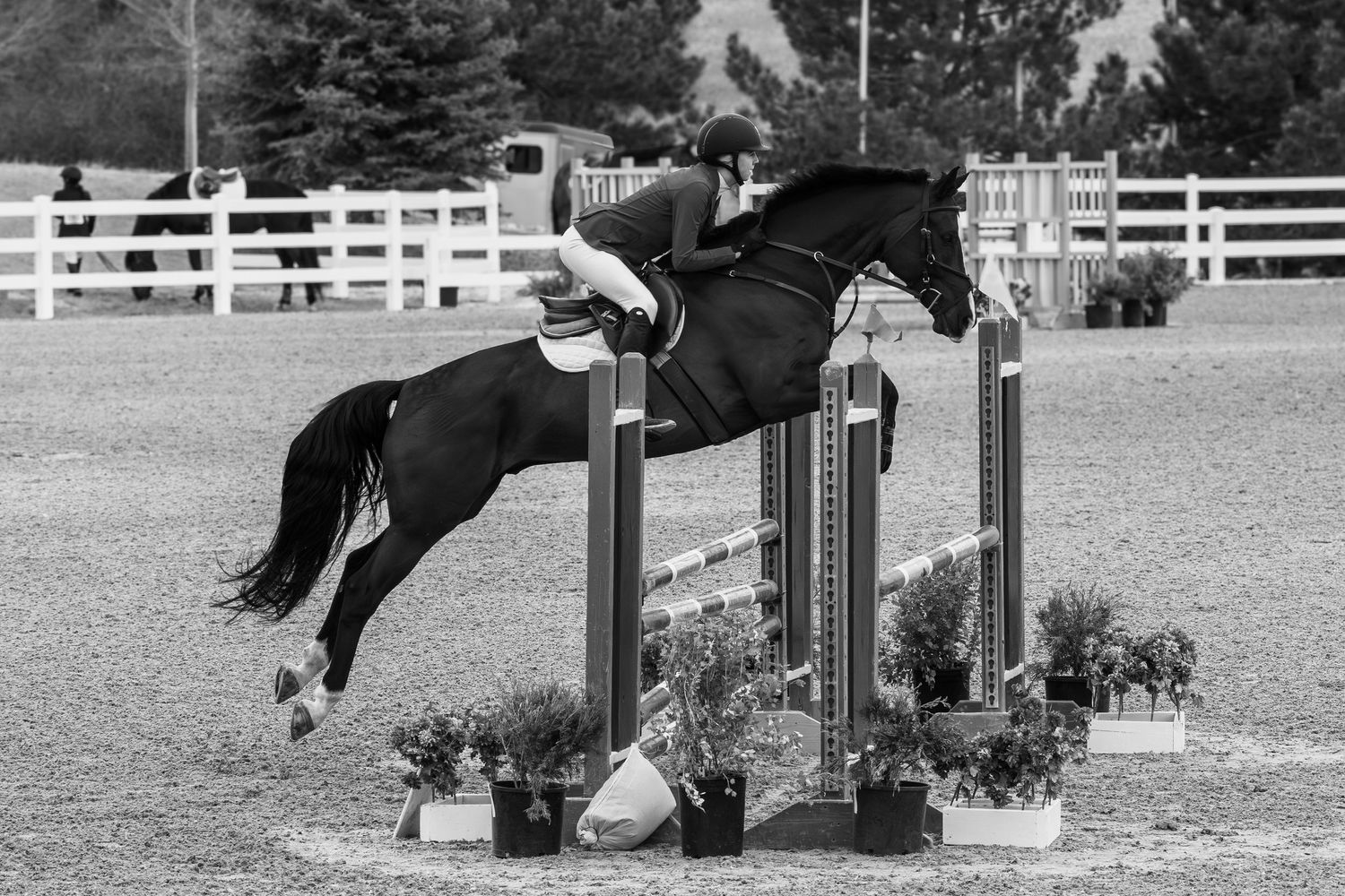 Black and white photo of a horse and rider clearing a decorated show jumping fence.