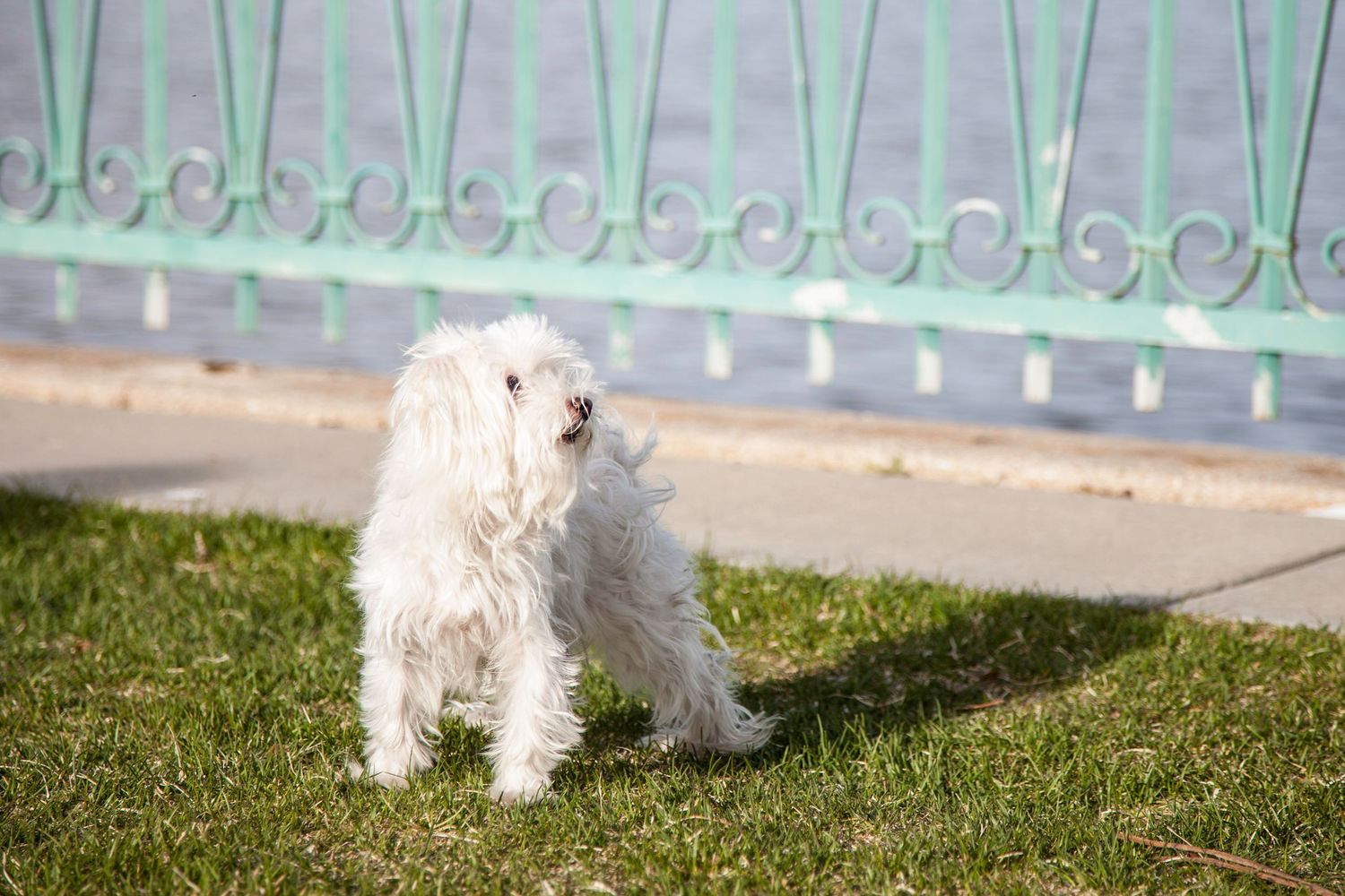 A fluffy white Maltese dog standing on green grass near a decorative iron fence outdoors.