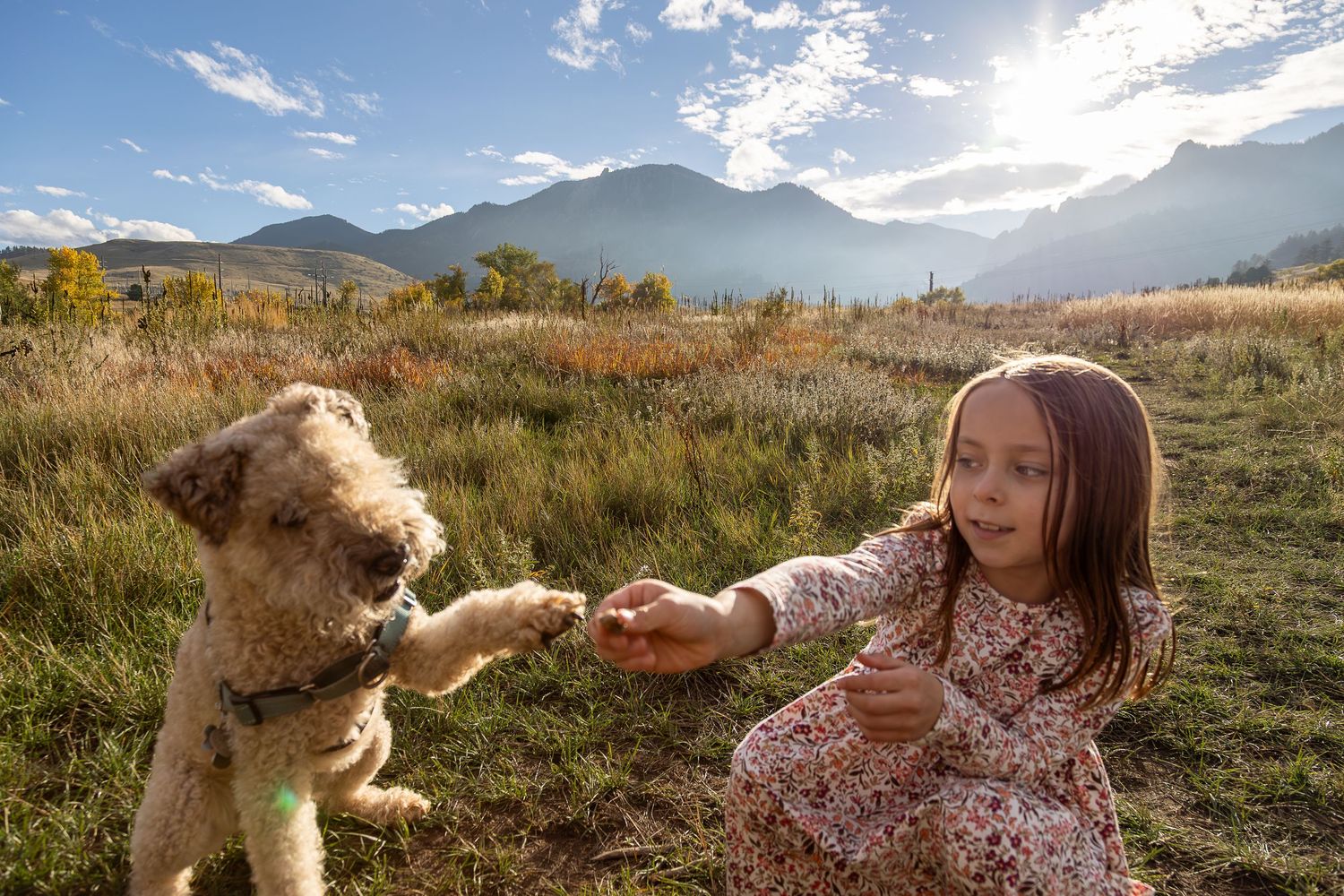 A young girl in a floral dress shakes paws with an Airedale Terrier in a sunny mountain meadow.