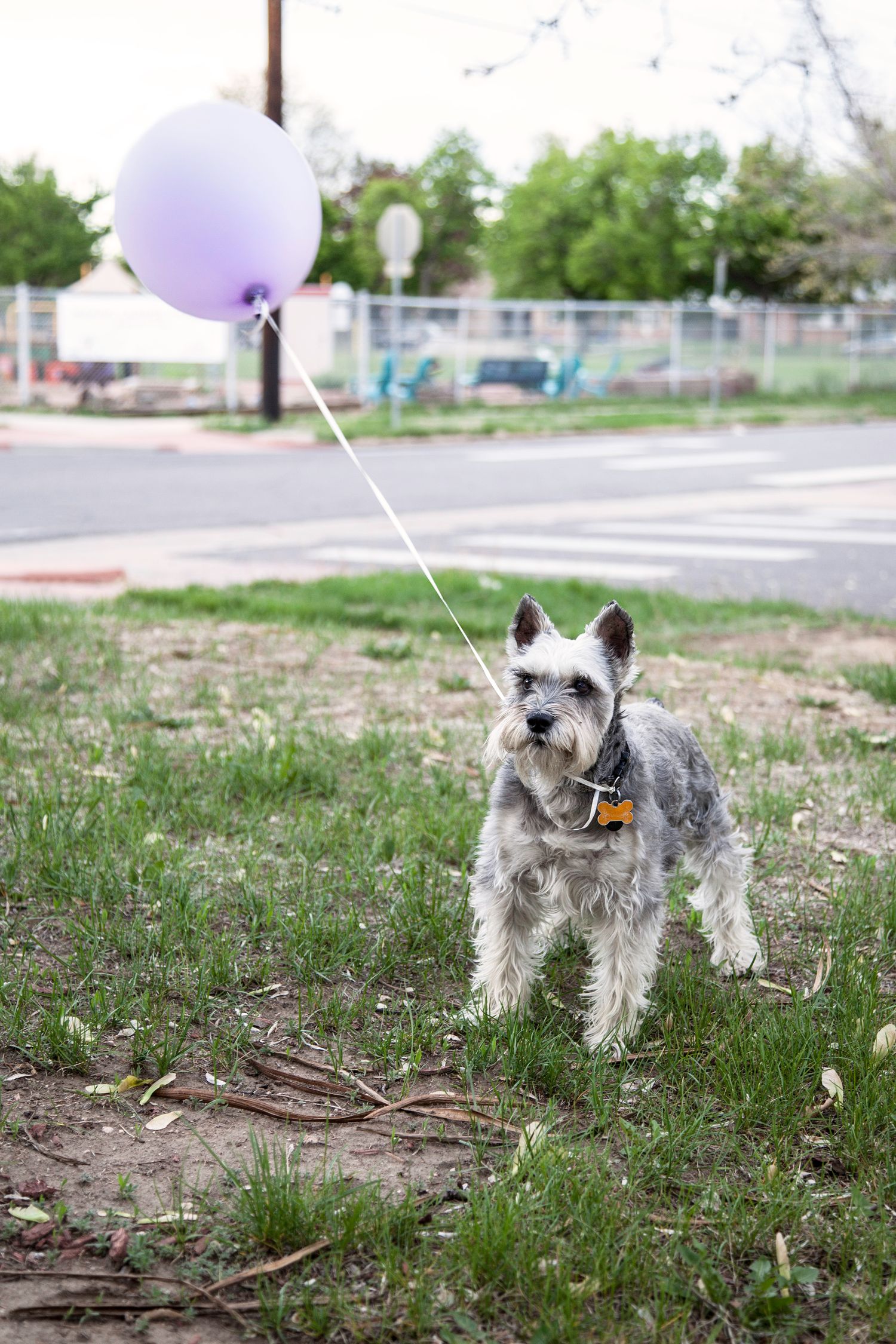 Small gray schnauzer dog standing on grass with purple balloon tied to leash.