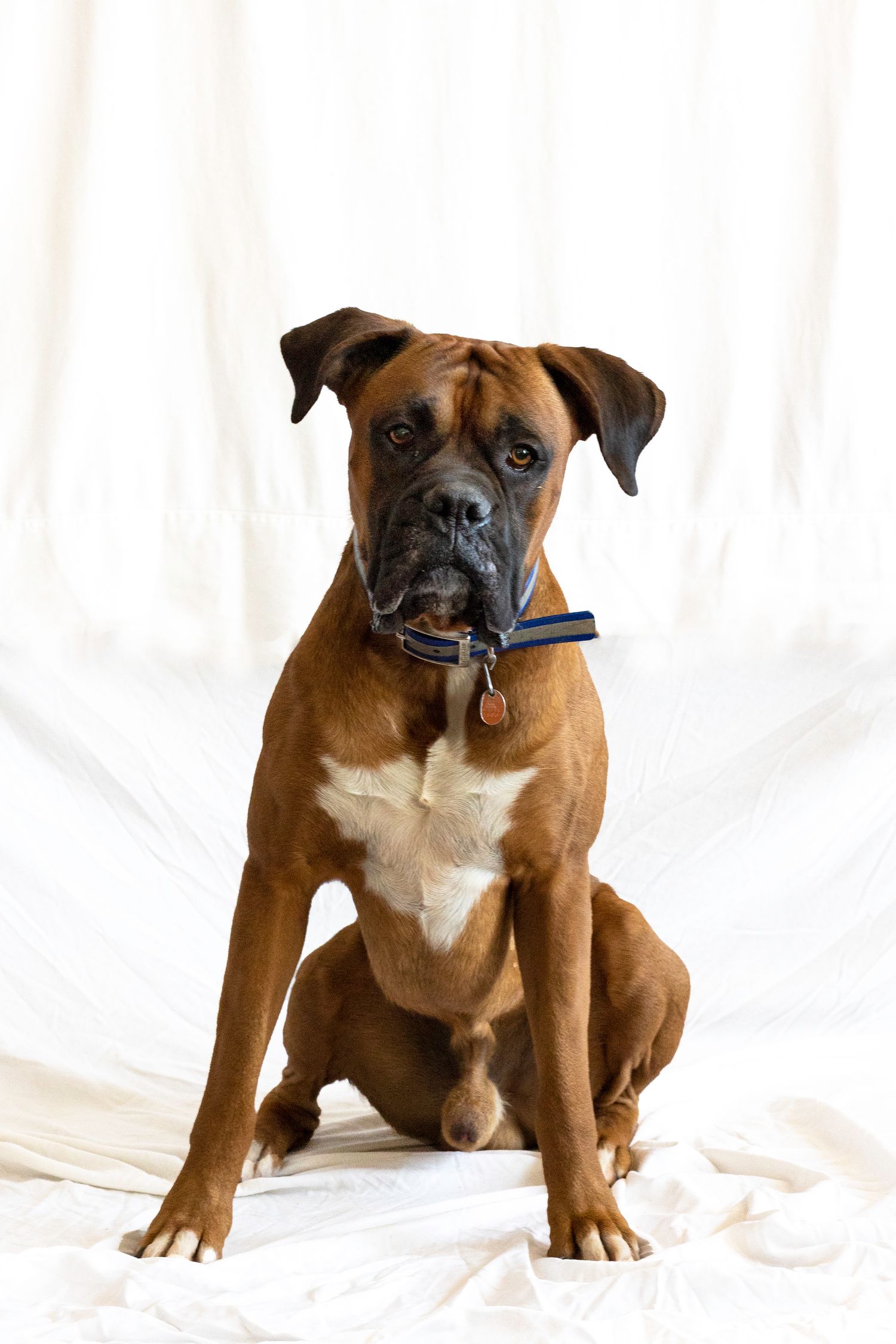 Fawn boxer dog sitting upright wearing collar against white fabric background.