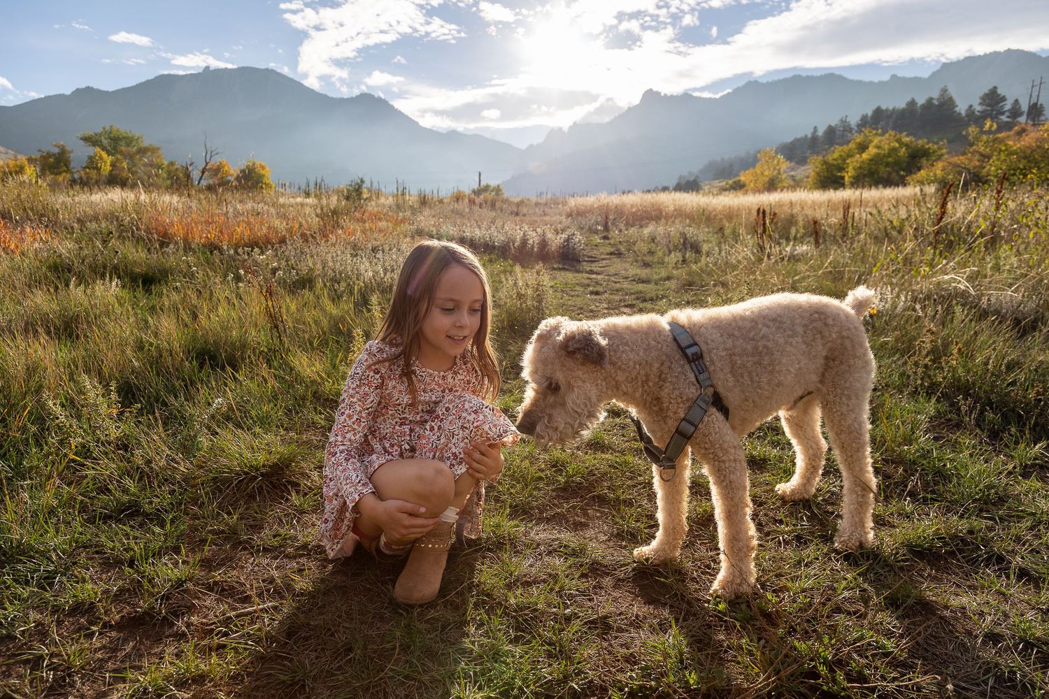 Young girl kneeling in a sunny mountain meadow petting a fluffy golden dog with peaks behind.