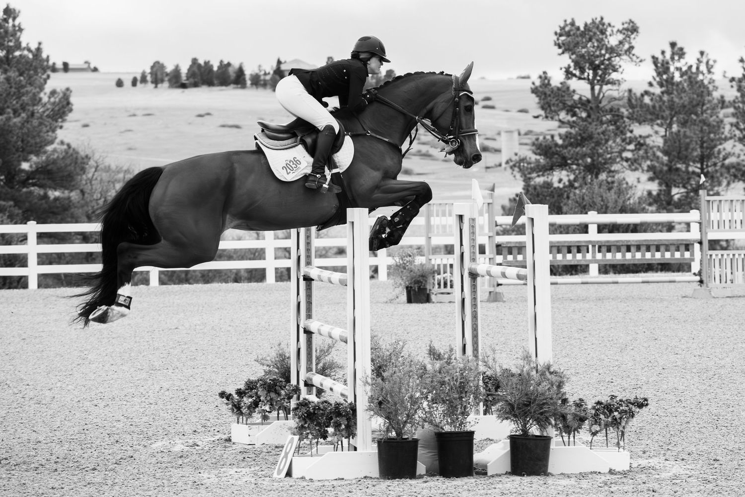 Horse and rider jump over a fence obstacle at an equestrian show jumping competition, black and white.