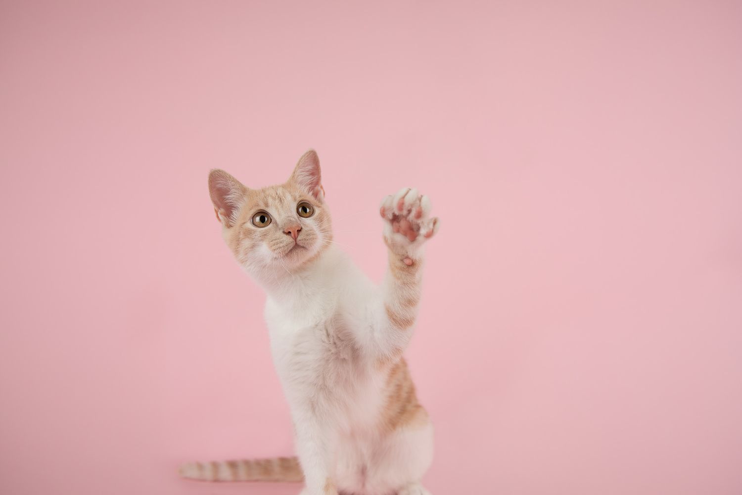 Ginger cat with his paw in the air on a pink studio background