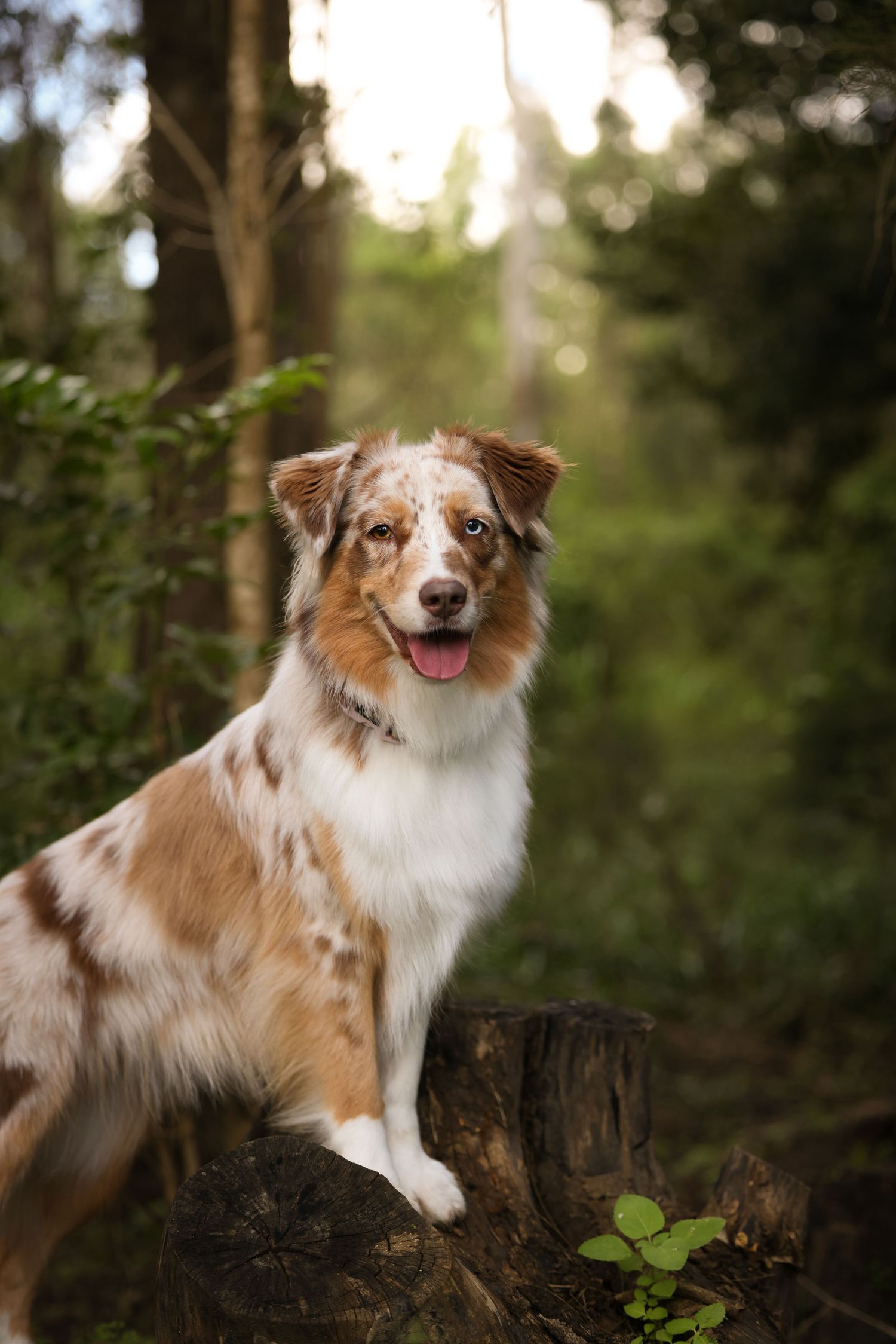 Red merle Australian Shepherd perchered on a log looking at the camera