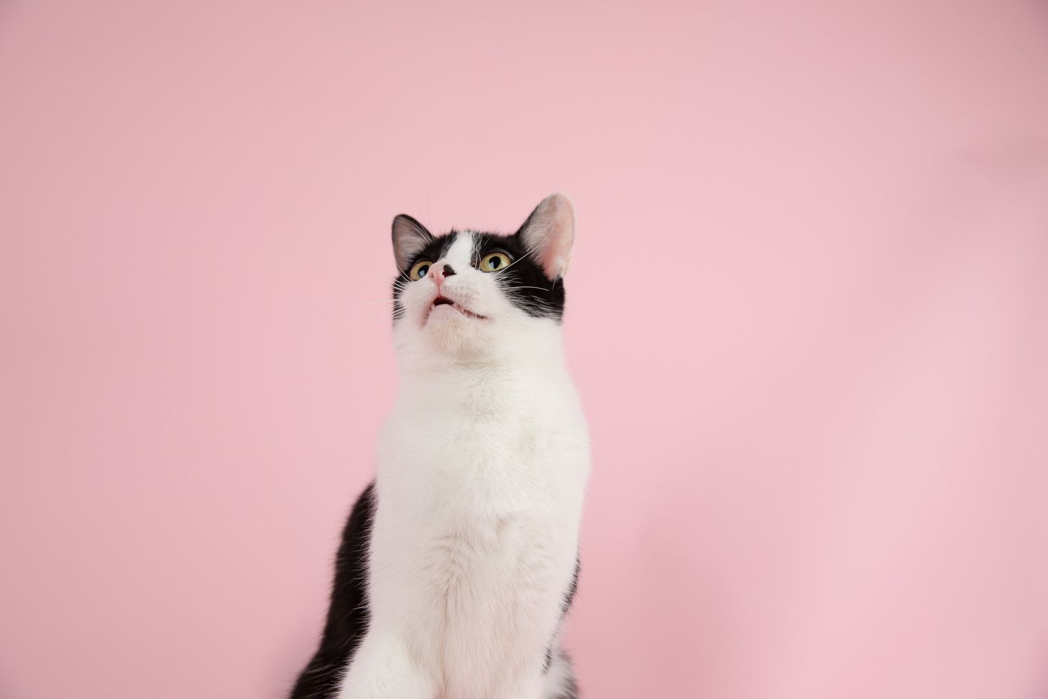 Black and white cat on a pink studio background