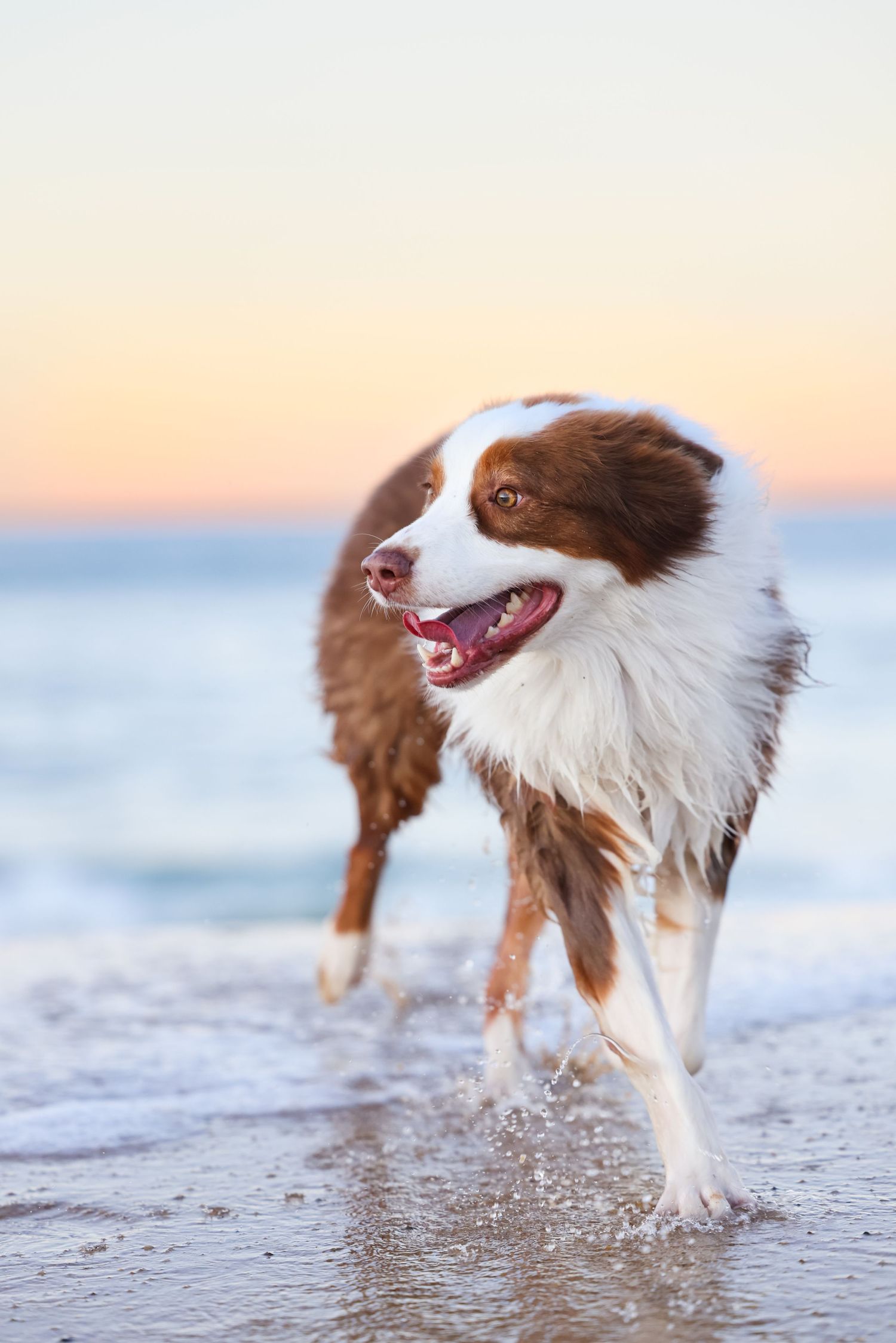 Red tri Australian shepherd running towards camera at sunset