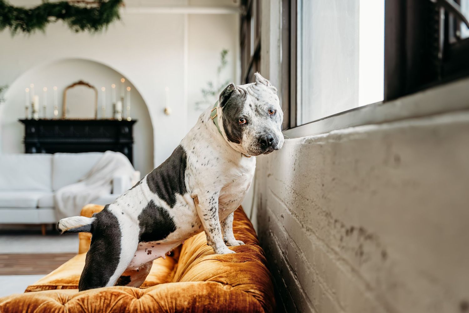Black and white dog lounging on an orange cushion by a bright window.