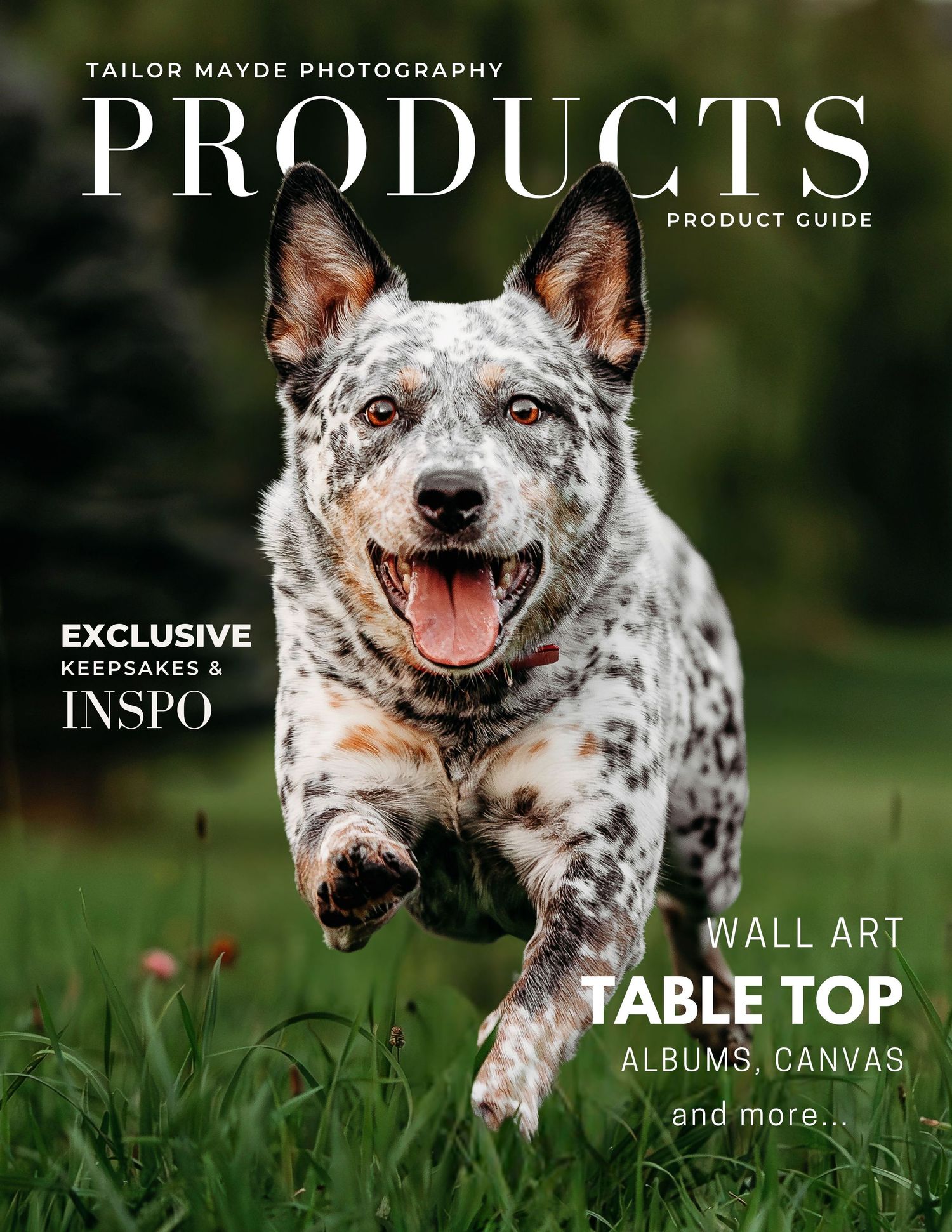 A spotted Australian Cattle Dog smiles joyfully while running outdoors in a grassy field.