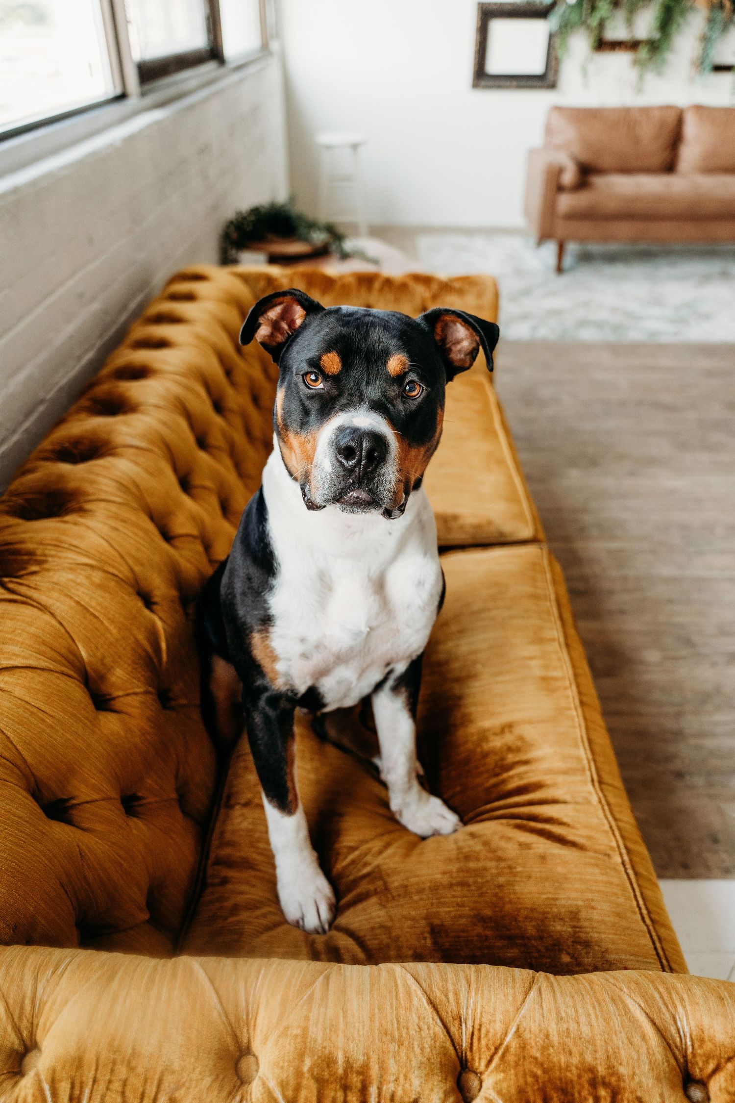 Black and white pit bull mix relaxing on a tufted cognac leather couch.