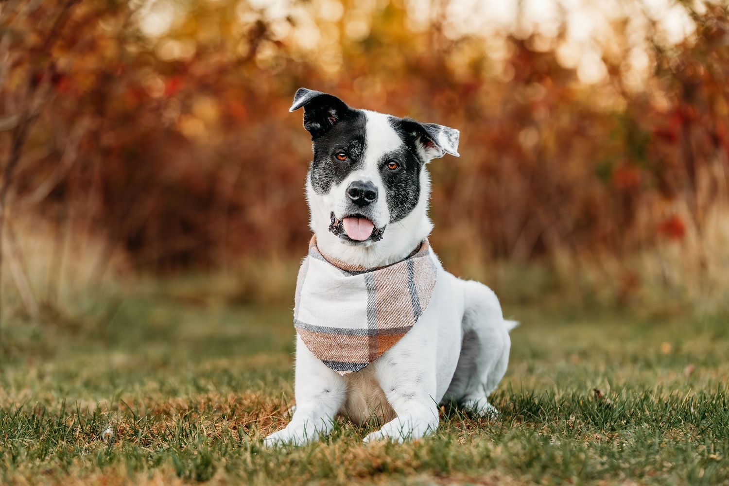 Black and white dog sitting in autumn grass during golden hour.