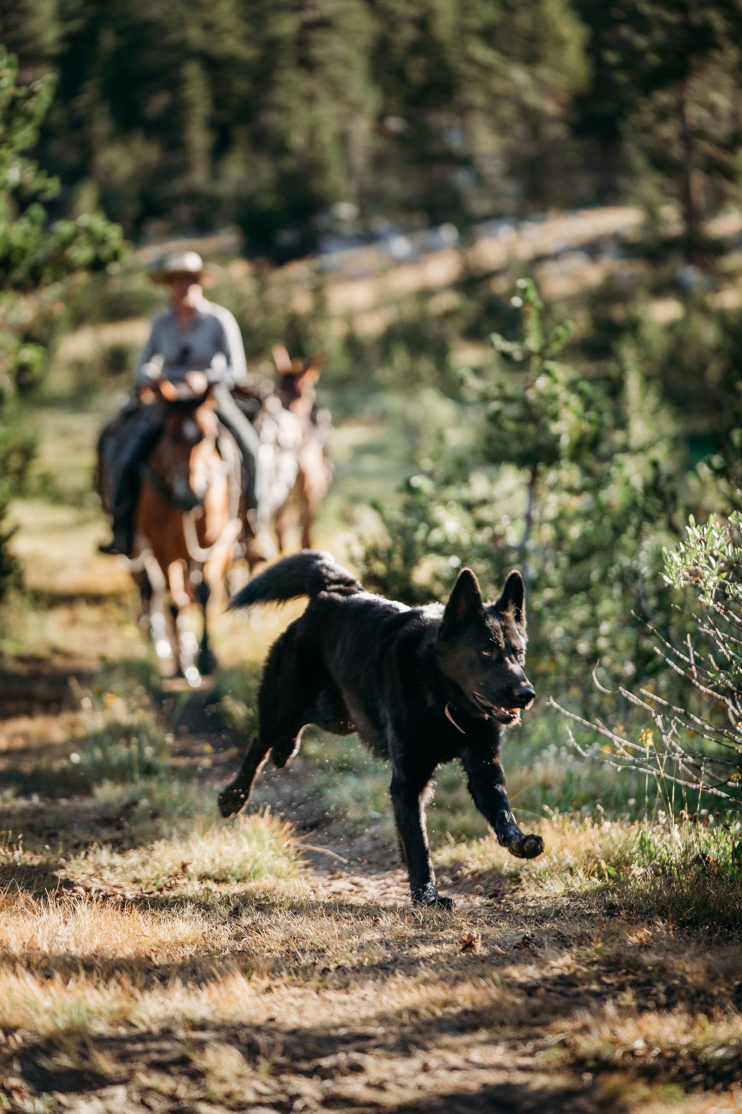 A black dog runs joyfully along a dirt trail in a wooded mountain setting.
