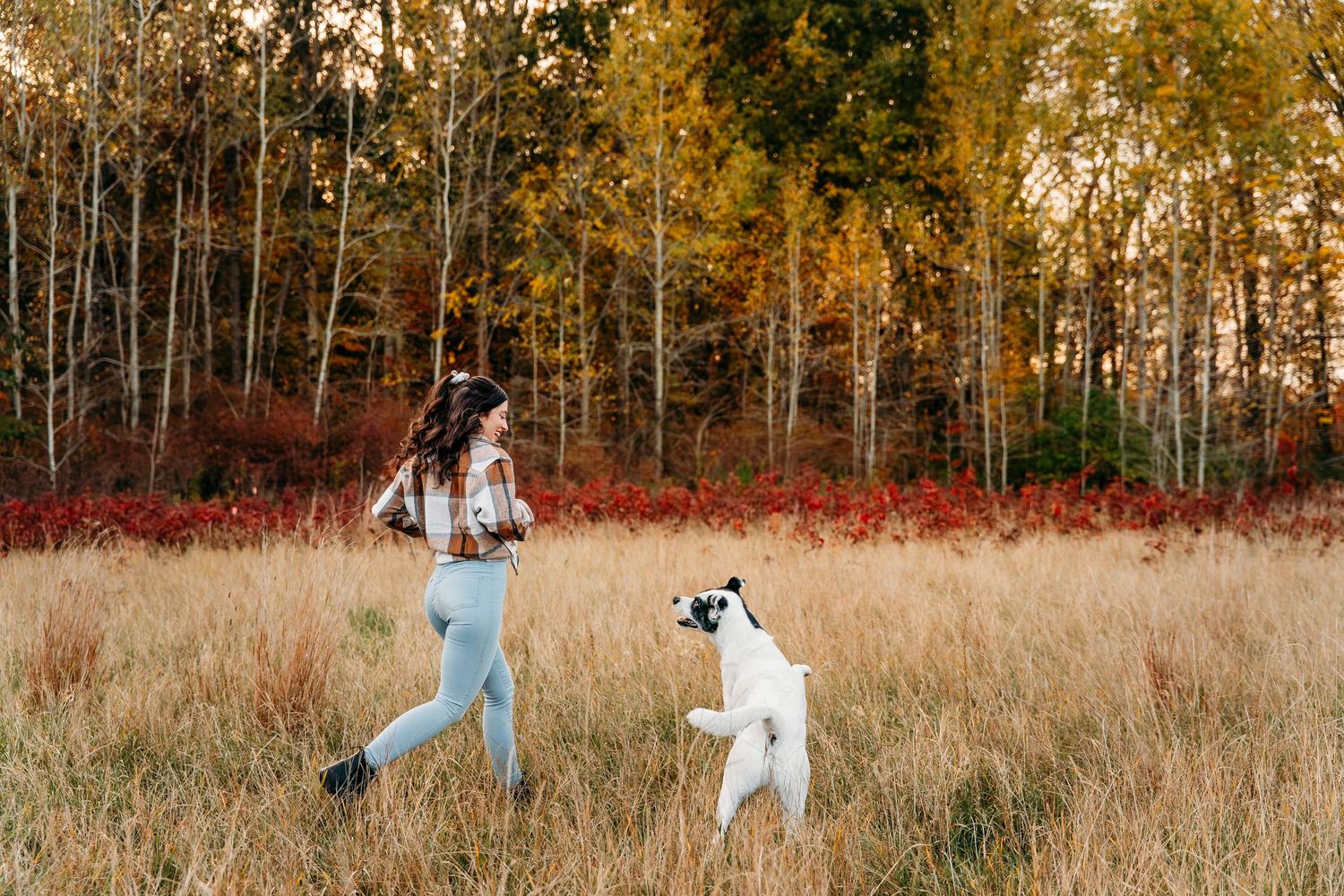 Dog playing in a field with autumn trees in the background.