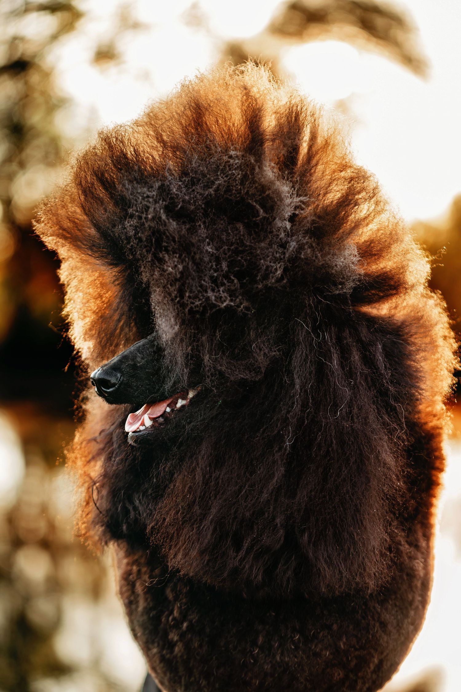 Close-up view of a fluffy brown and black dog's fur backlit by golden sunlight.