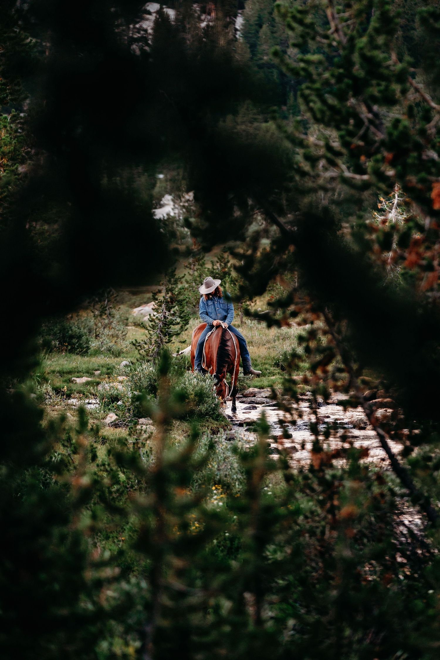 Horseback riders navigate through dense mountain forest along a winding trail.