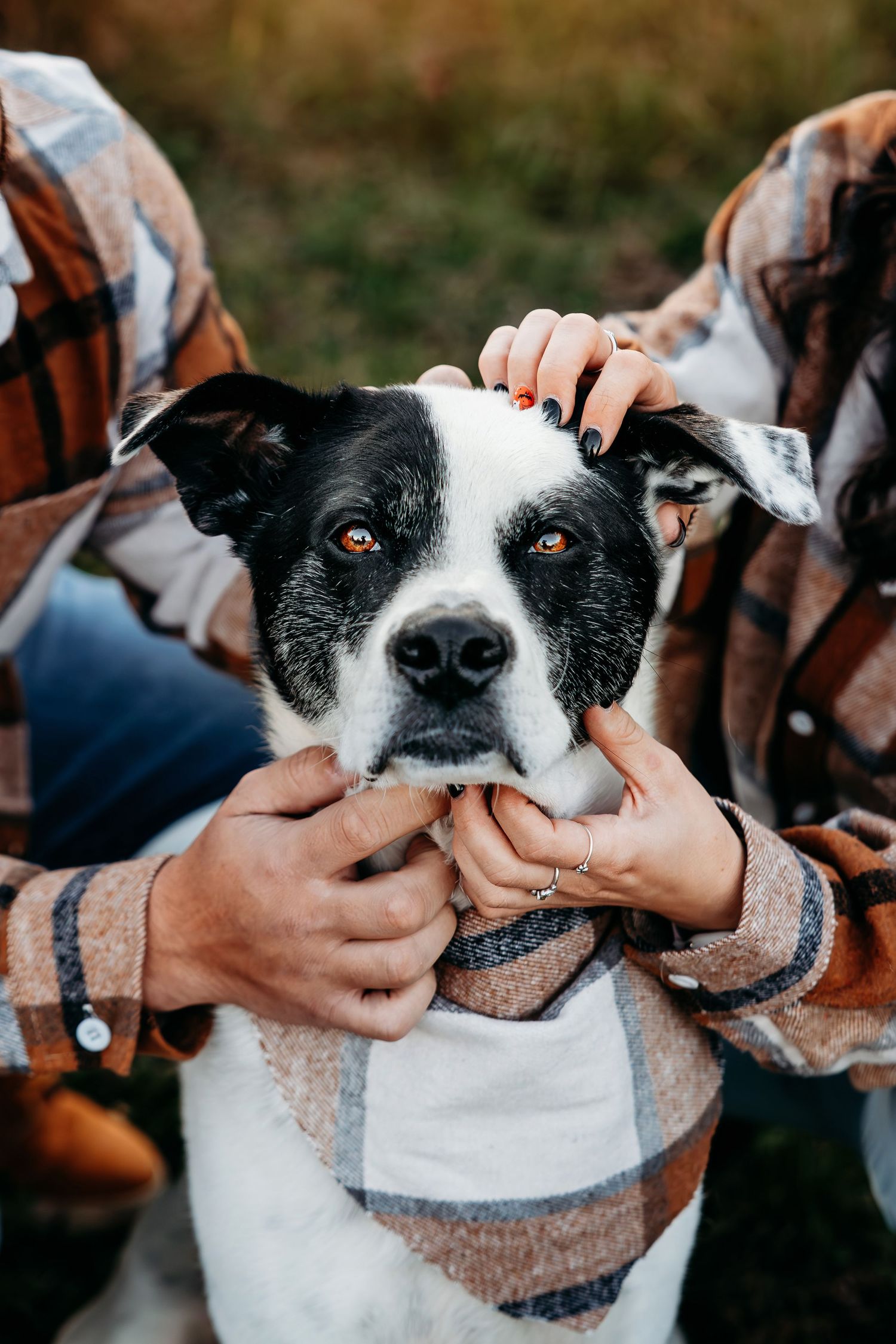 Close up portraits of a black and white dog being held in plaid blanket.
