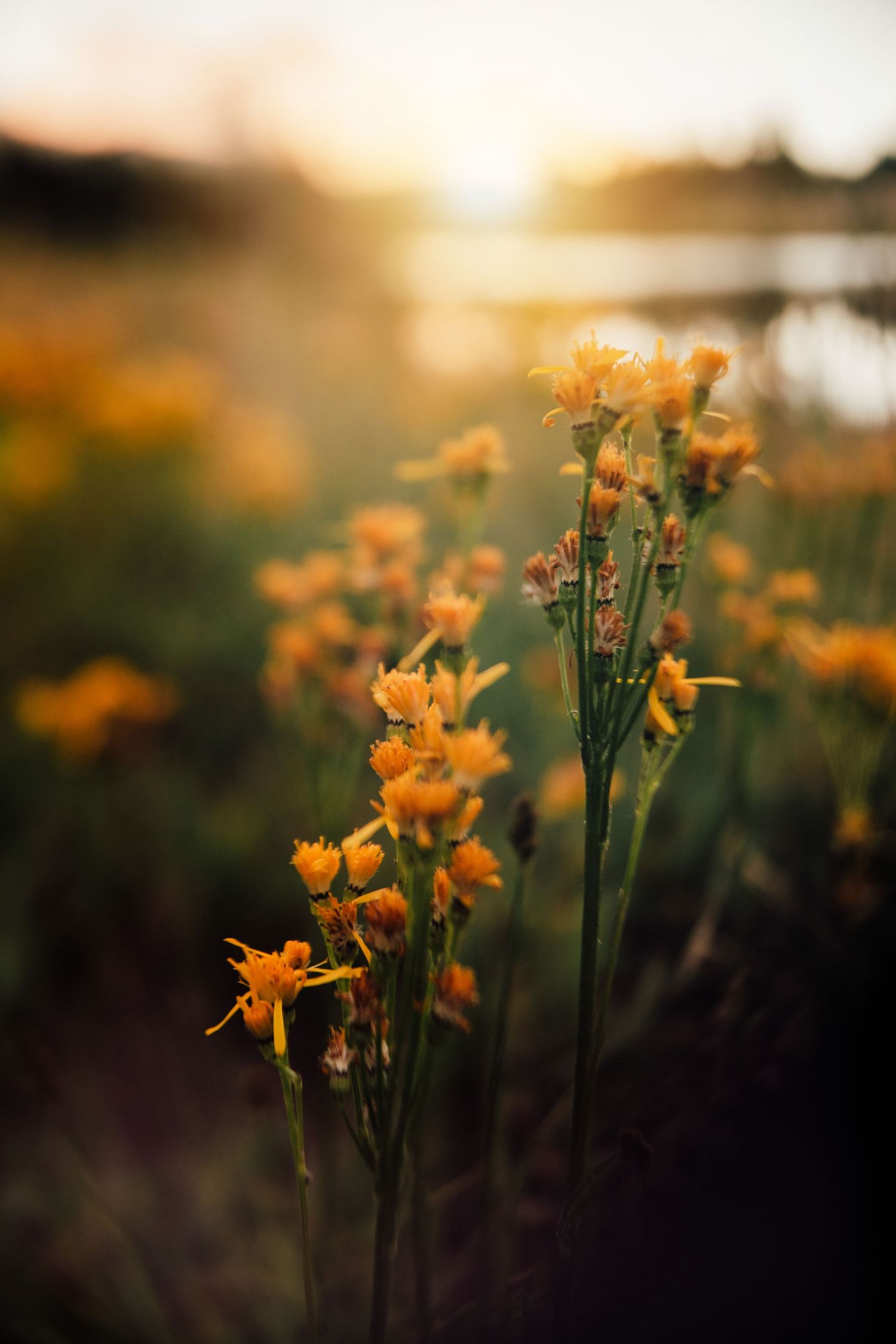 Golden daffodils blooming at sunset with shallow depth of field.