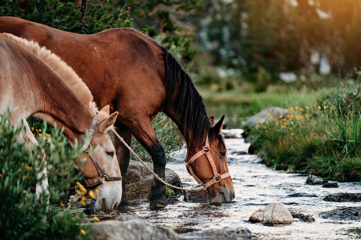 Brown horses pause to drink from a mountain stream with sunlit rocks and green vegetation.