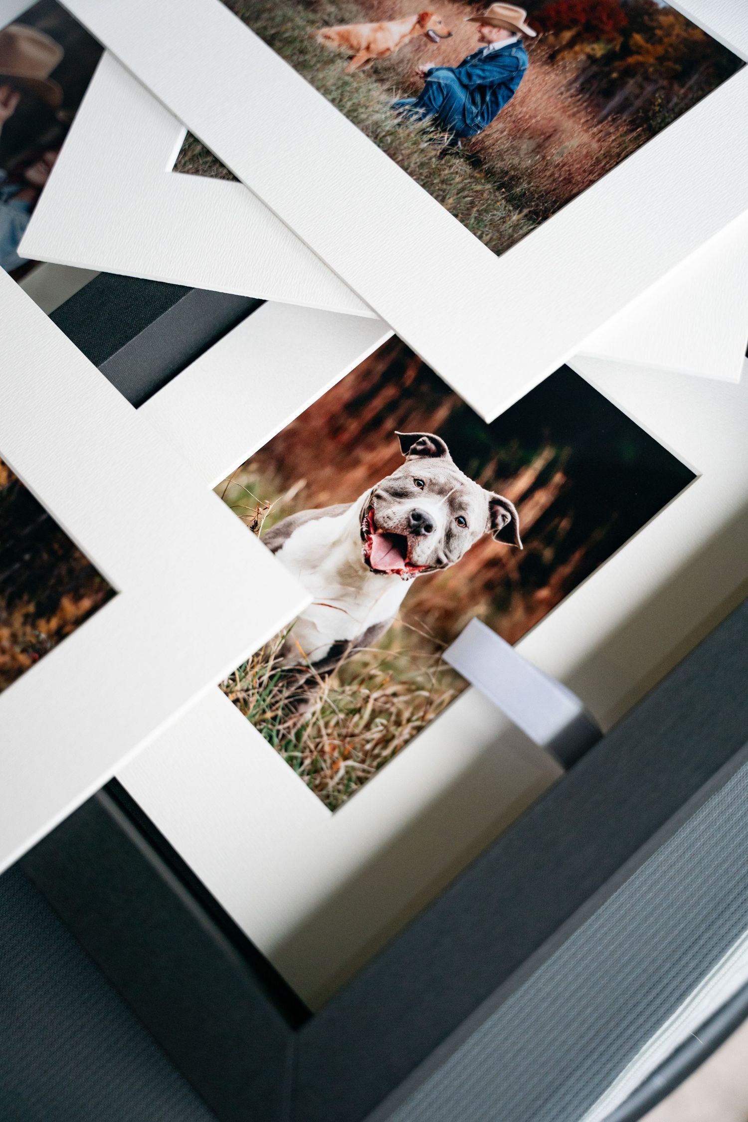 Several white-matted photographs displayed together, with one showing a happy bulldog with its tongue out in nature.