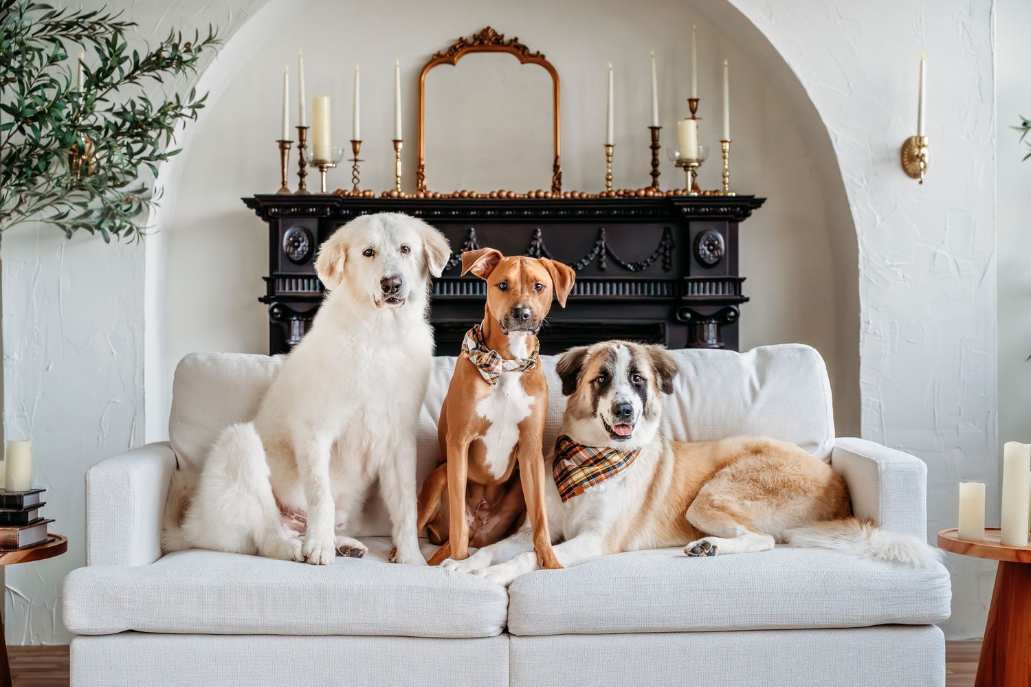 Dogs lounging together on a white couch under an arched window with greenery.