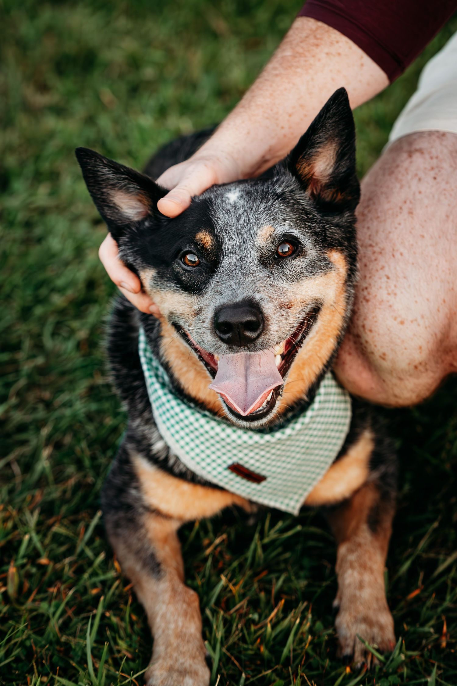 Happy Australian Cattle Dog wearing green bandana enjoying pets in grass.