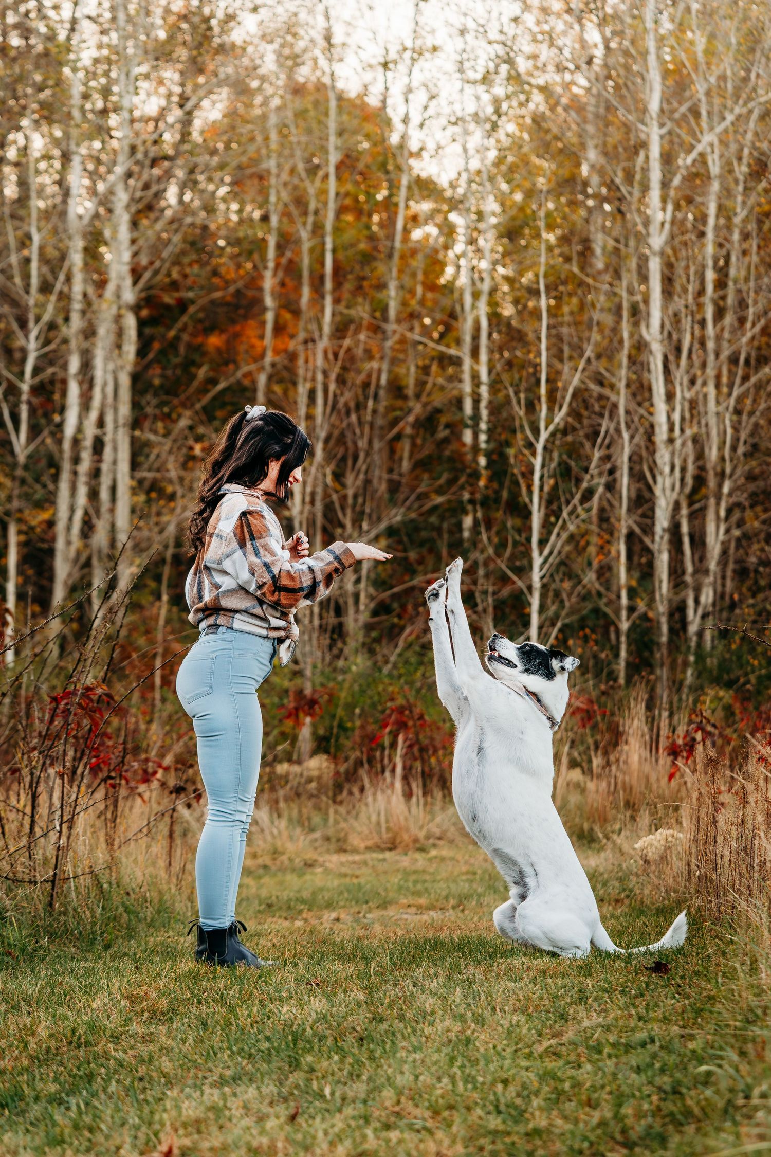 Dog jumping and playing in field with bare birch trees in background.