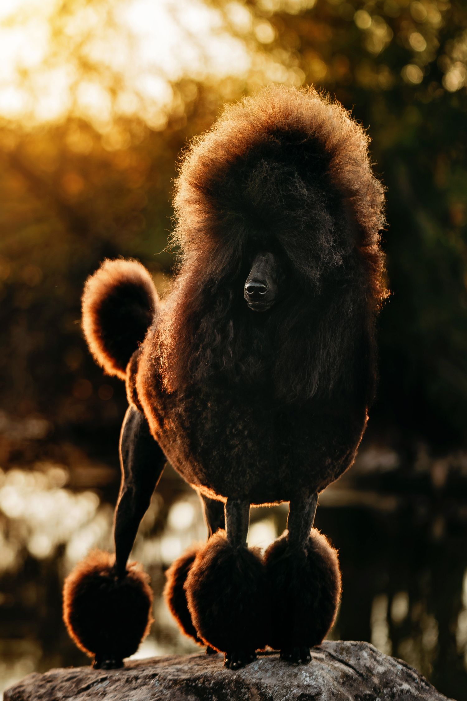 Silhouette of a fluffy dog standing on rock during golden sunset.