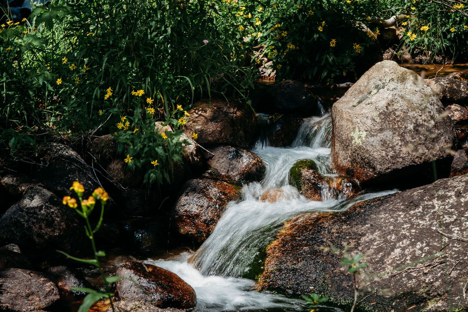 Small waterfall cascades over rocks surrounded by yellow wildflowers in mountain stream.