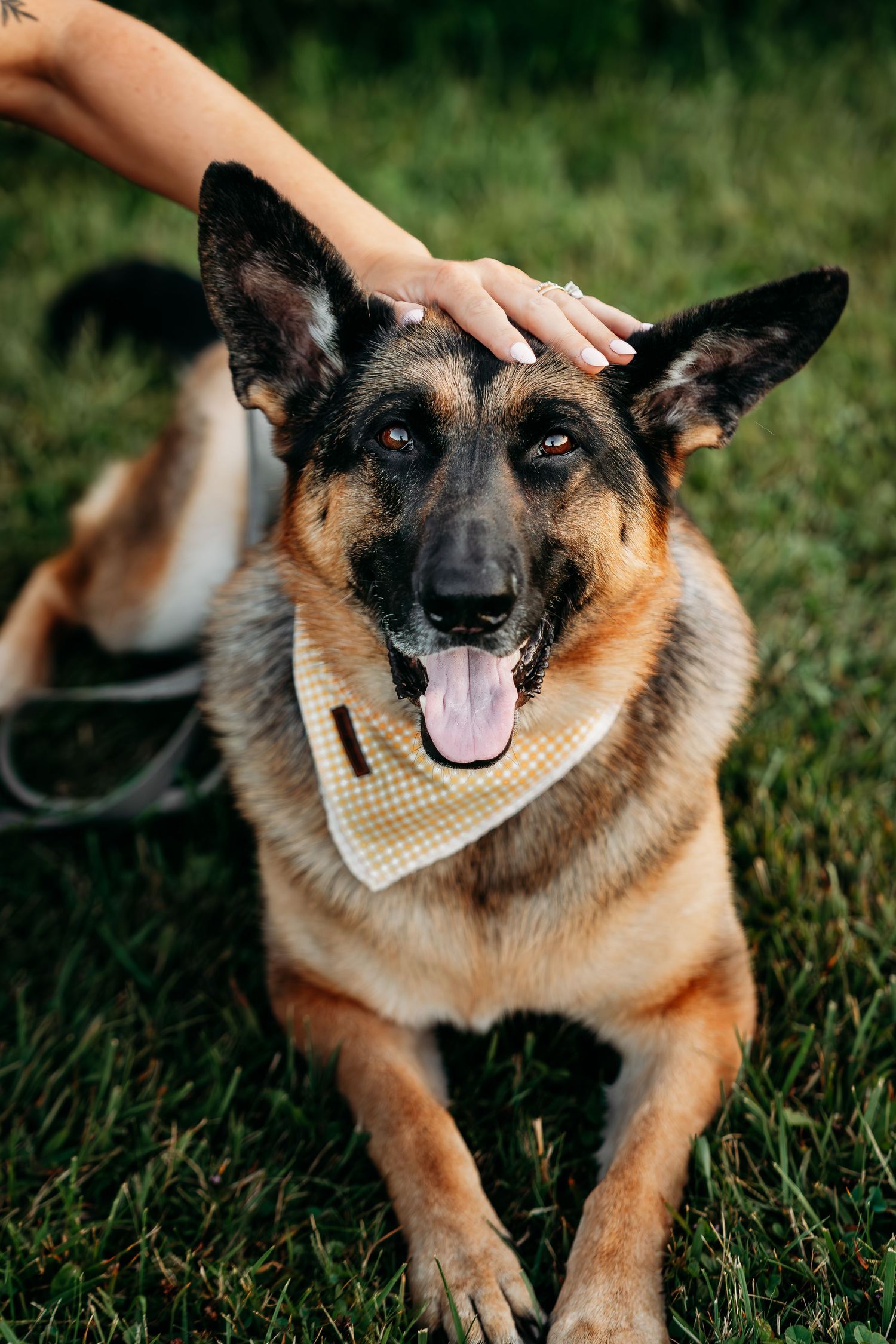 Australian Cattle Dog wearing bandana getting pets while lying in green grass.