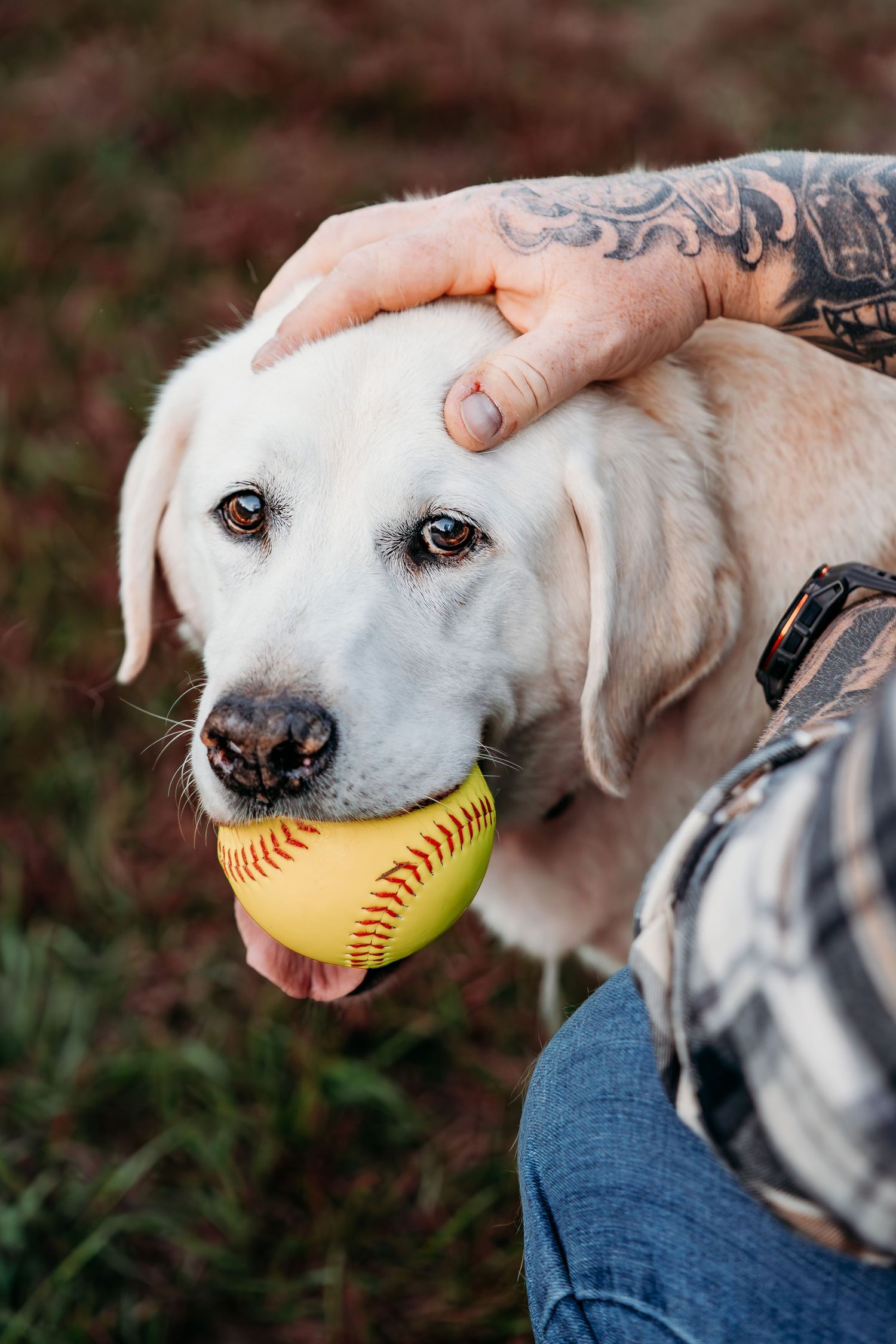 Close-up sequence of a yellow Labrador holding a softball in its mouth.