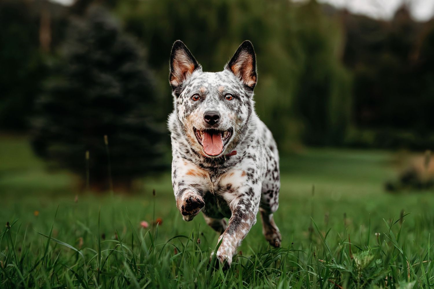 Action sequence of spotted Australian Cattle Dog running and playing in green grass.
