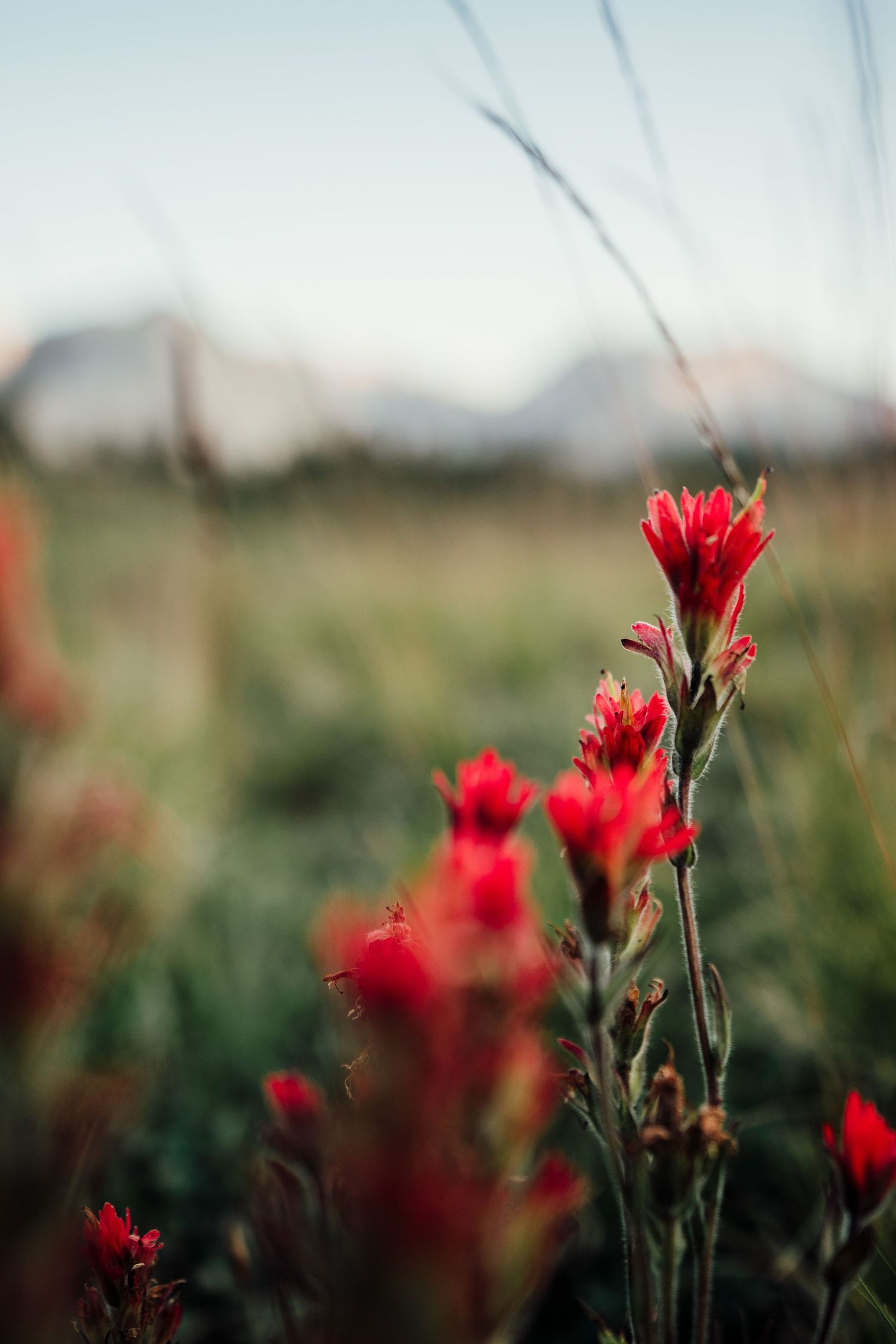 Red wildflowers in sharp focus against a soft blurred natural background.
