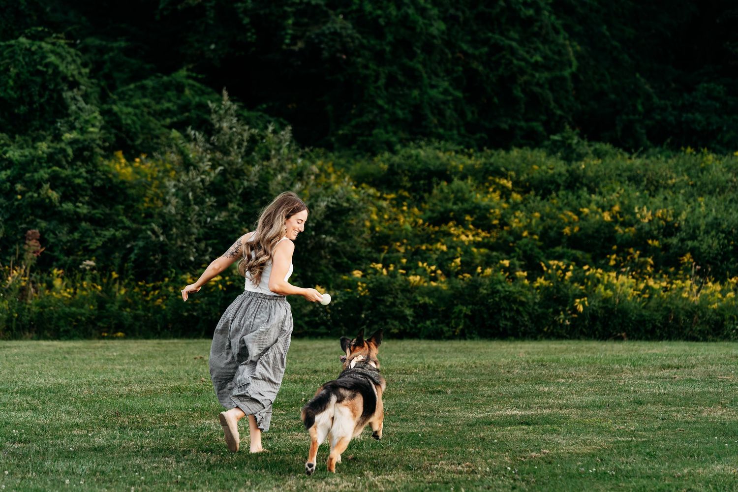 Dogs running and playing freely in a sunny green field.