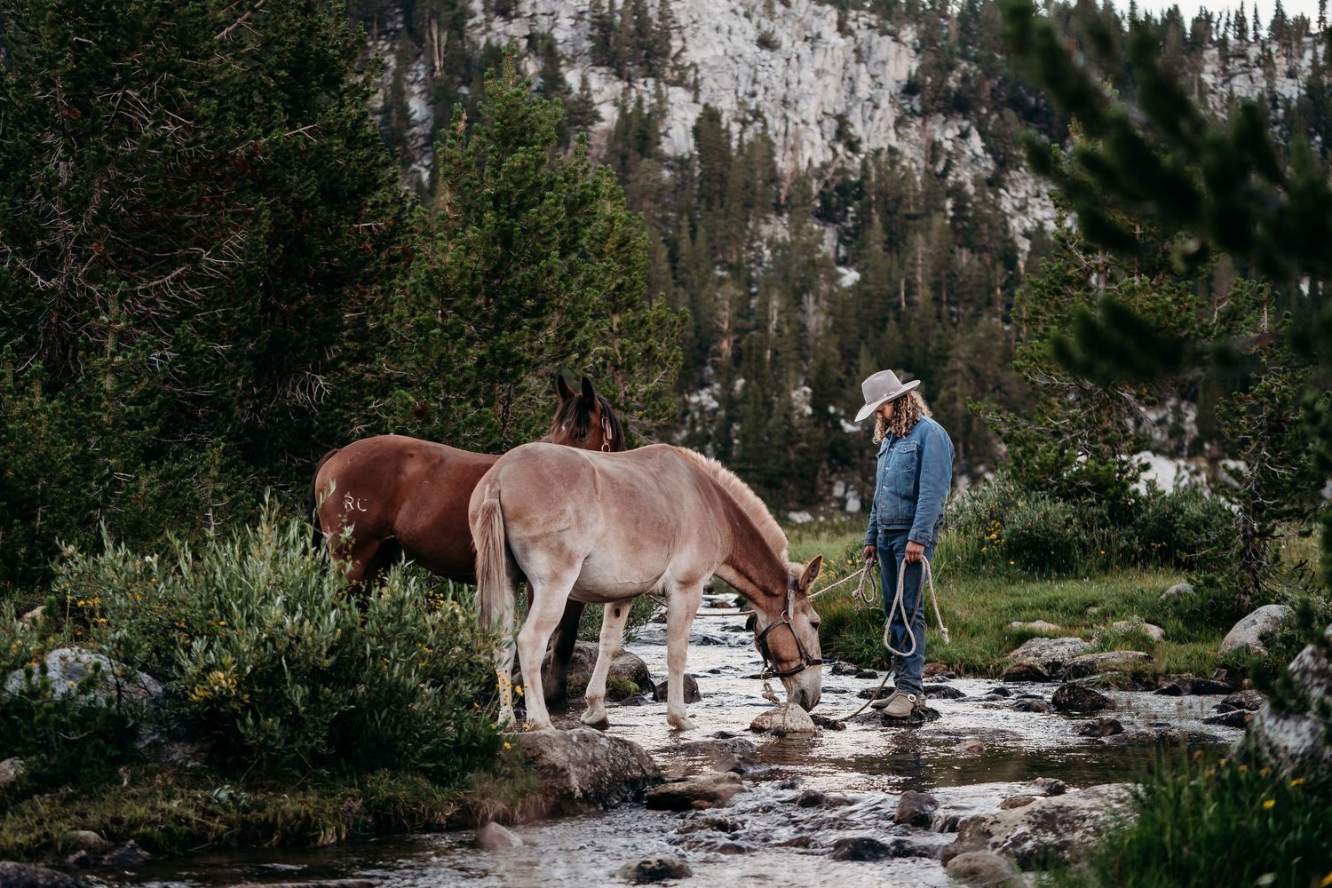 Brown horses cross a shallow mountain stream surrounded by pine trees and rocky terrain.