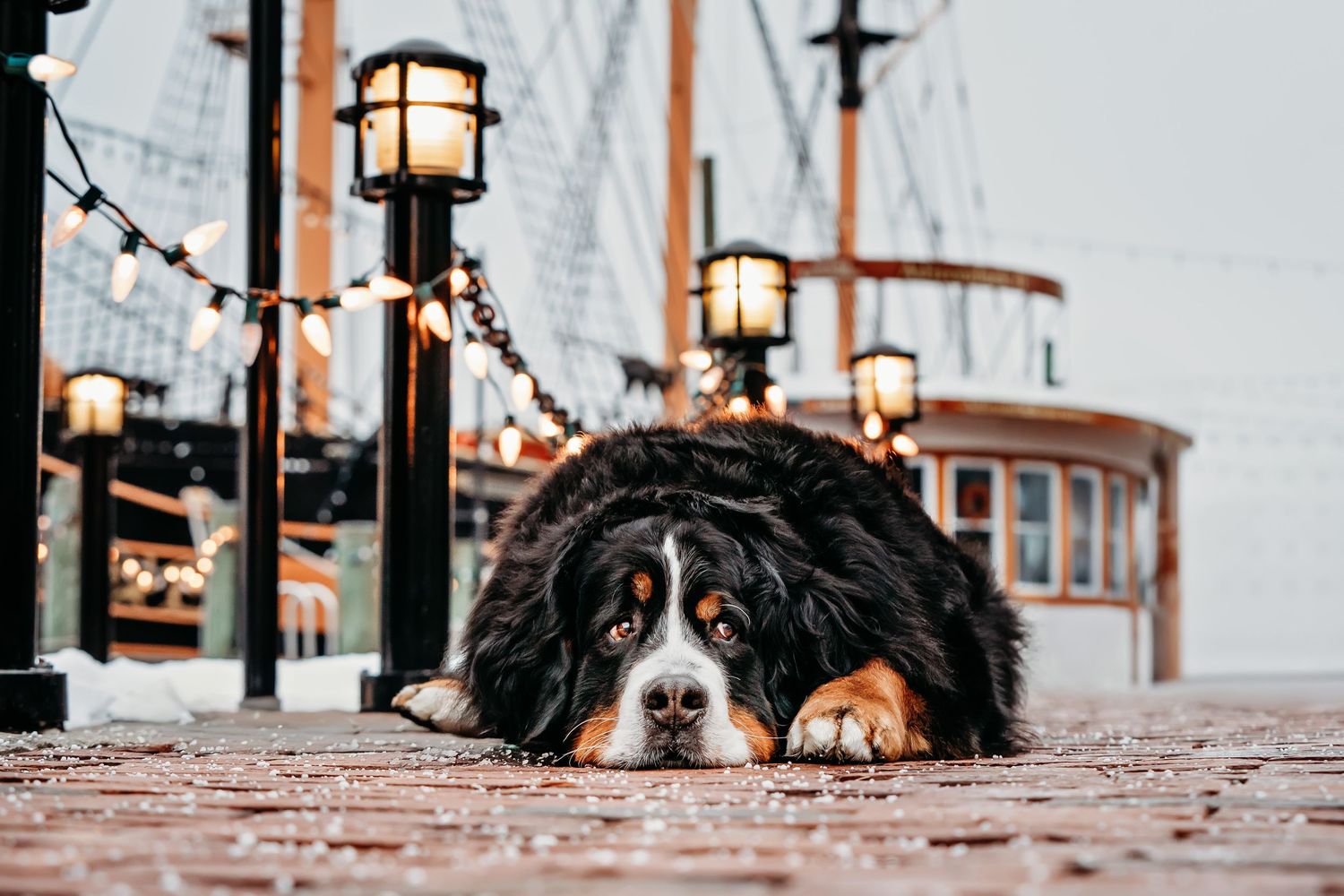 Bernese Mountain dogs resting on brick pavement with street lamps in the background.
