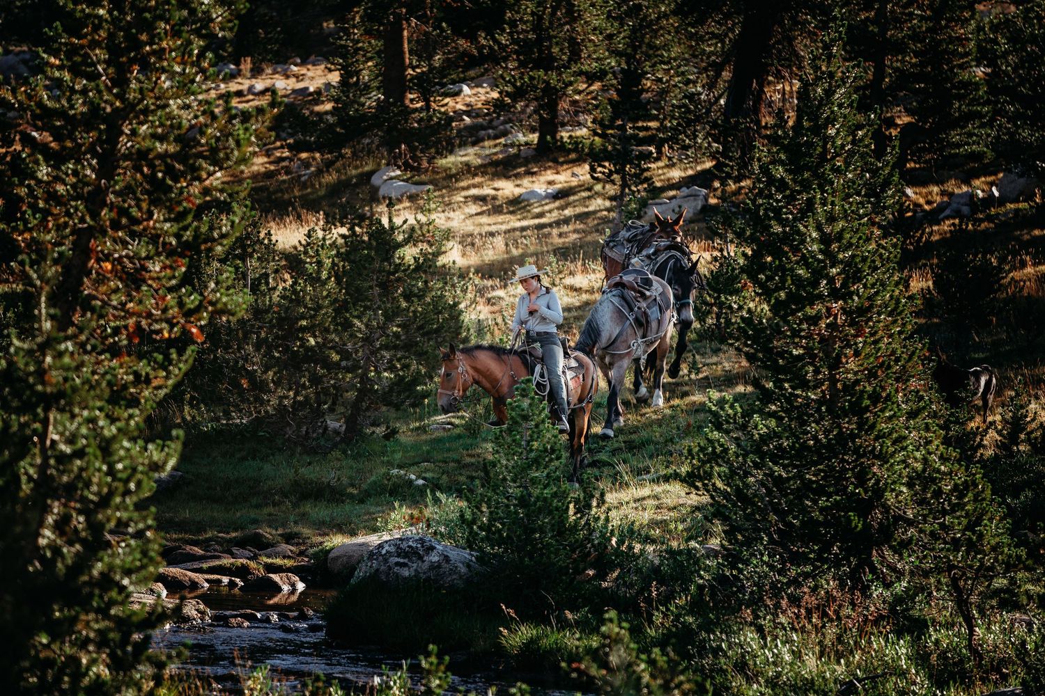 Hikers traverse a scenic mountain trail through pine trees on a sunny day in the wilderness.