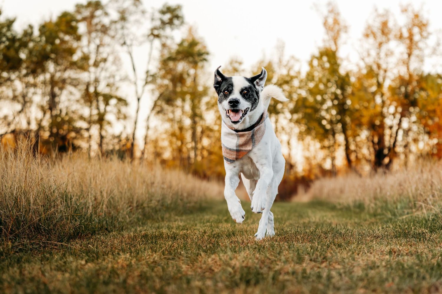 Black and white dog running through golden grass at sunset.